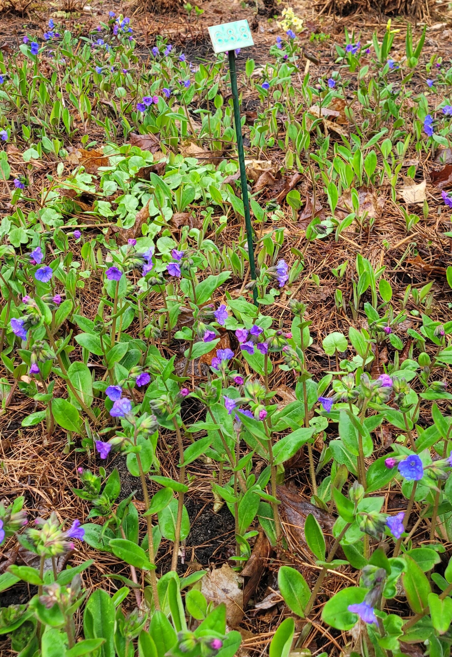 Image de la plante