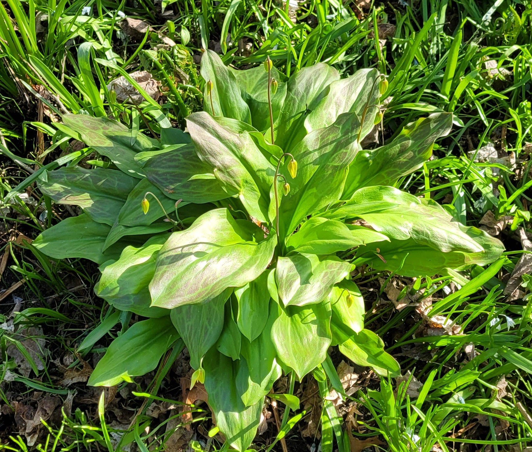 Image de la plante