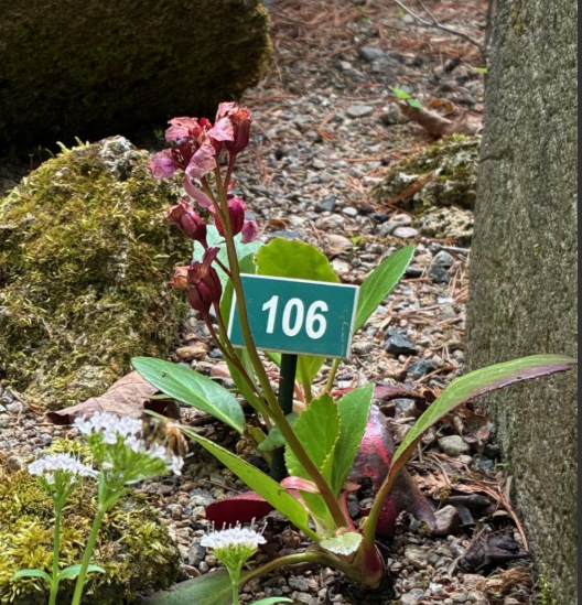 Image de la plante