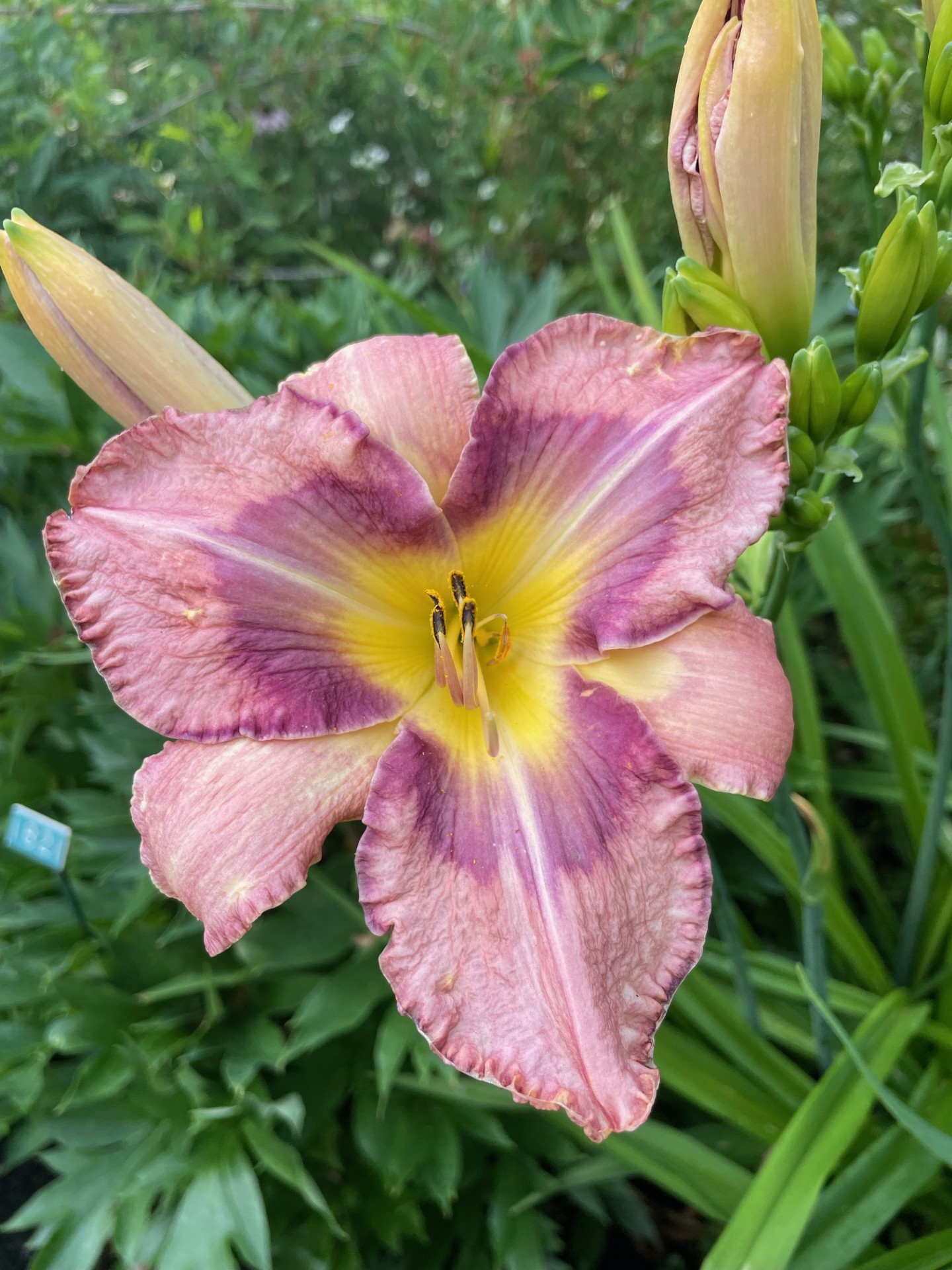 Image de la plante