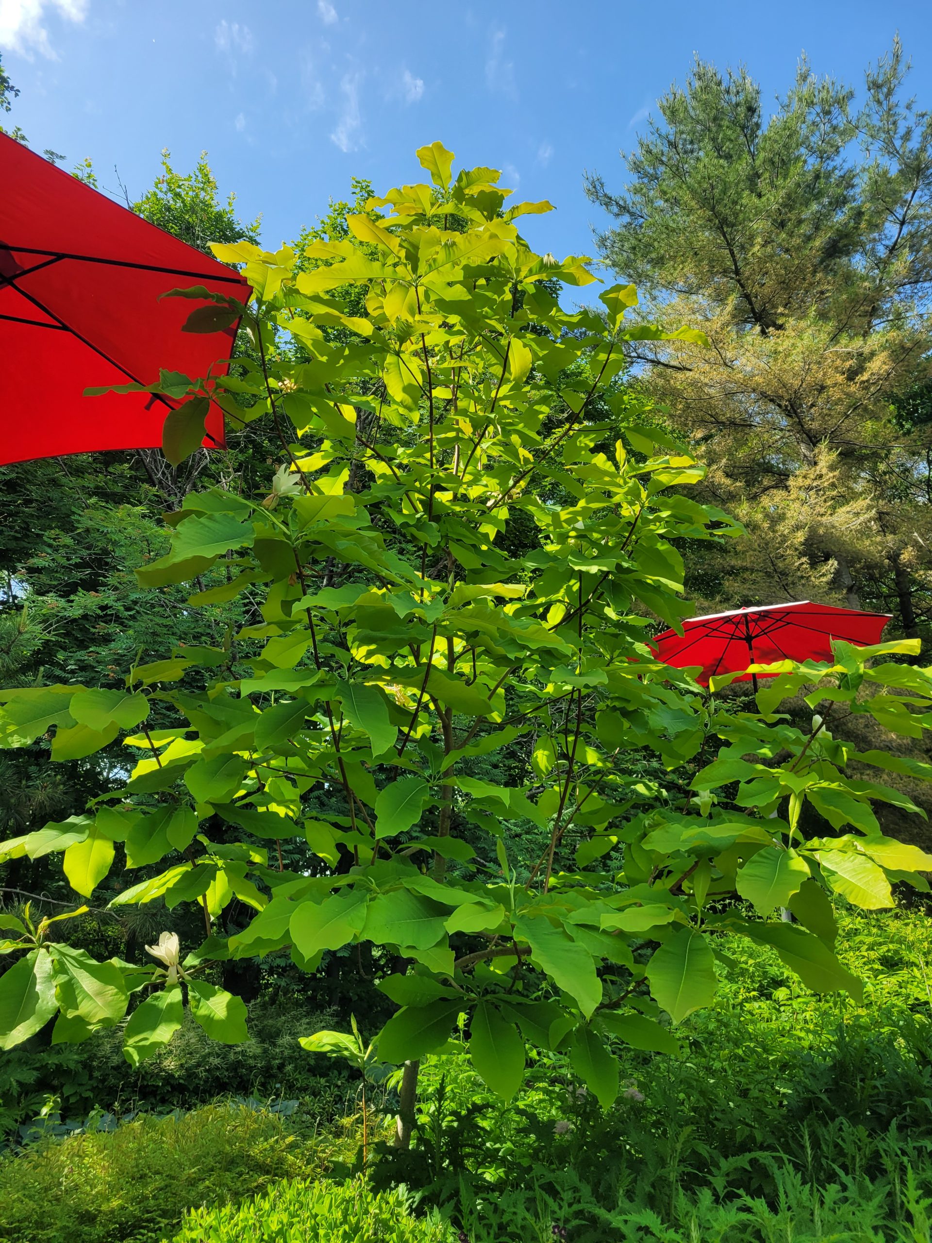 Image de la plante