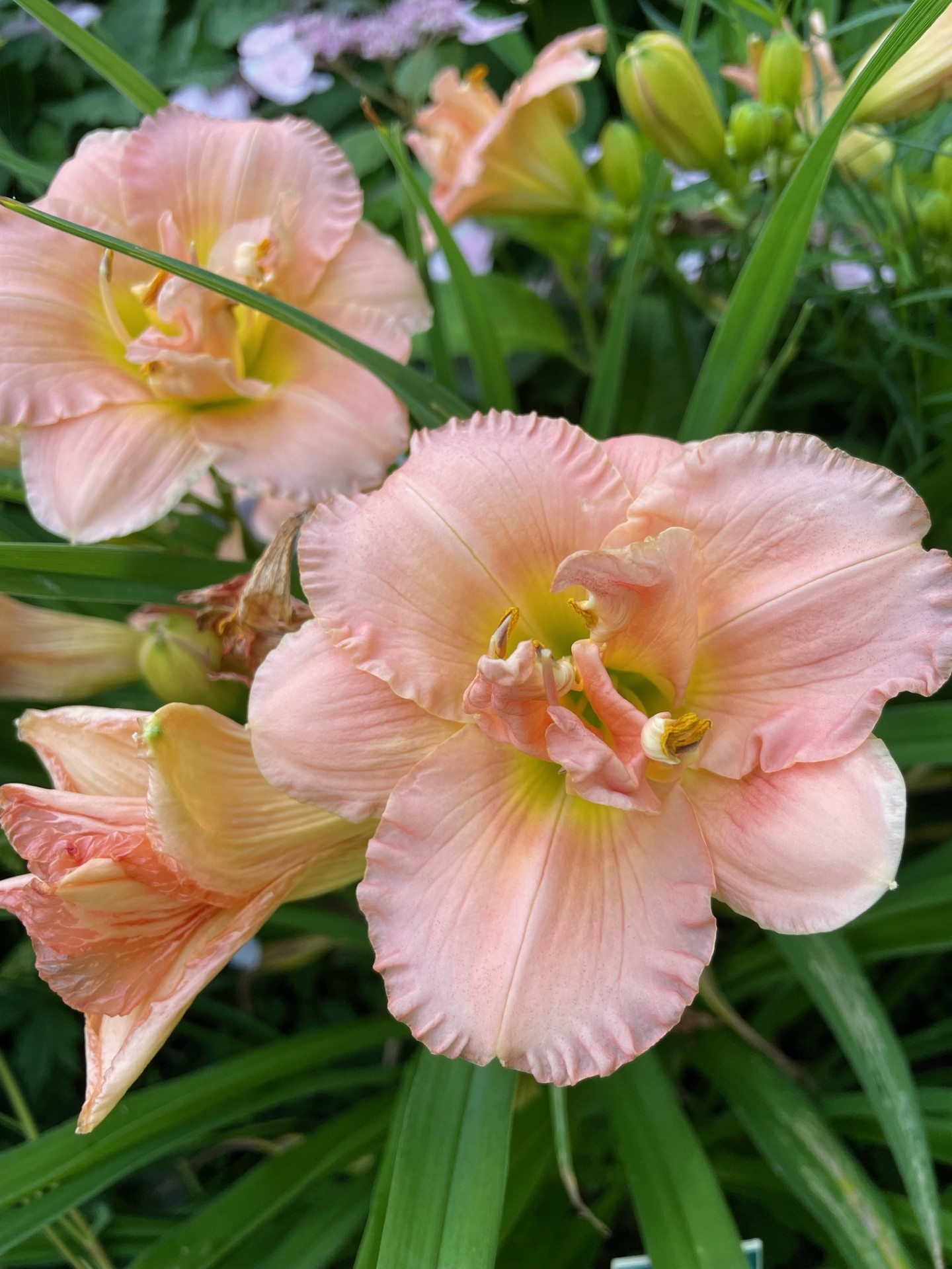 Image de la plante