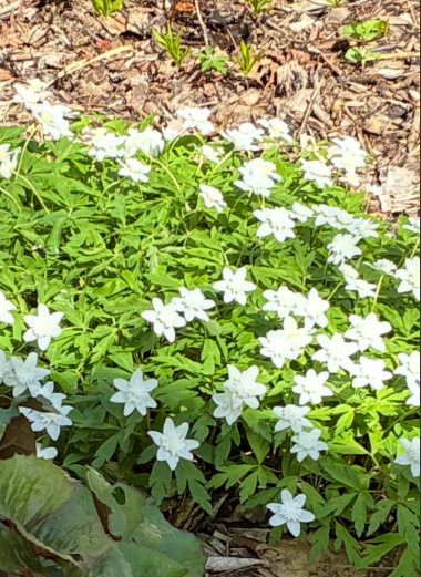 Image de la plante