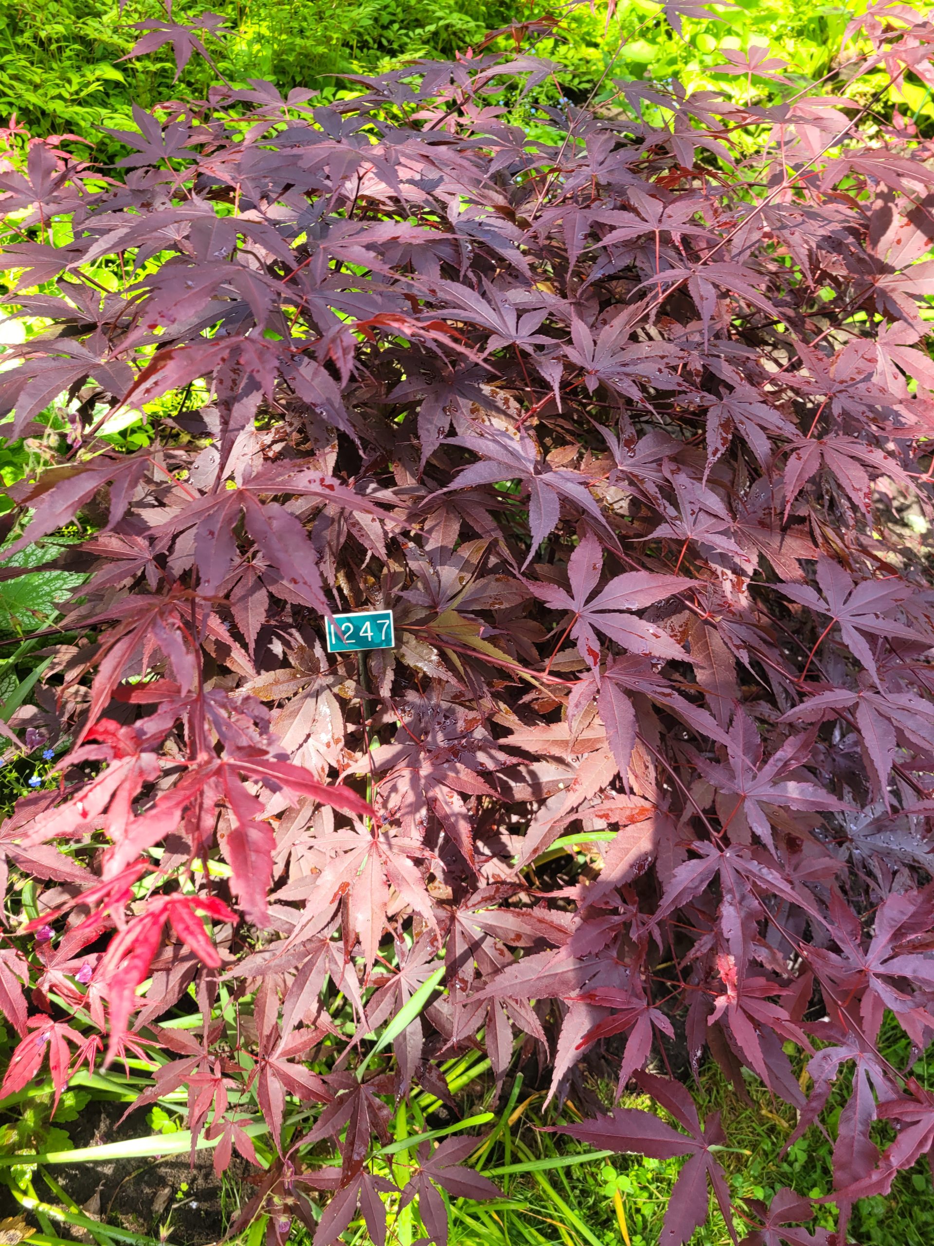 Image de la plante