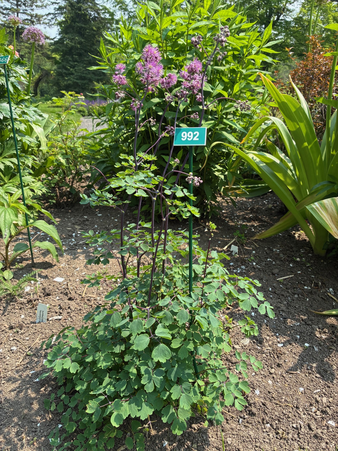 Image de la plante