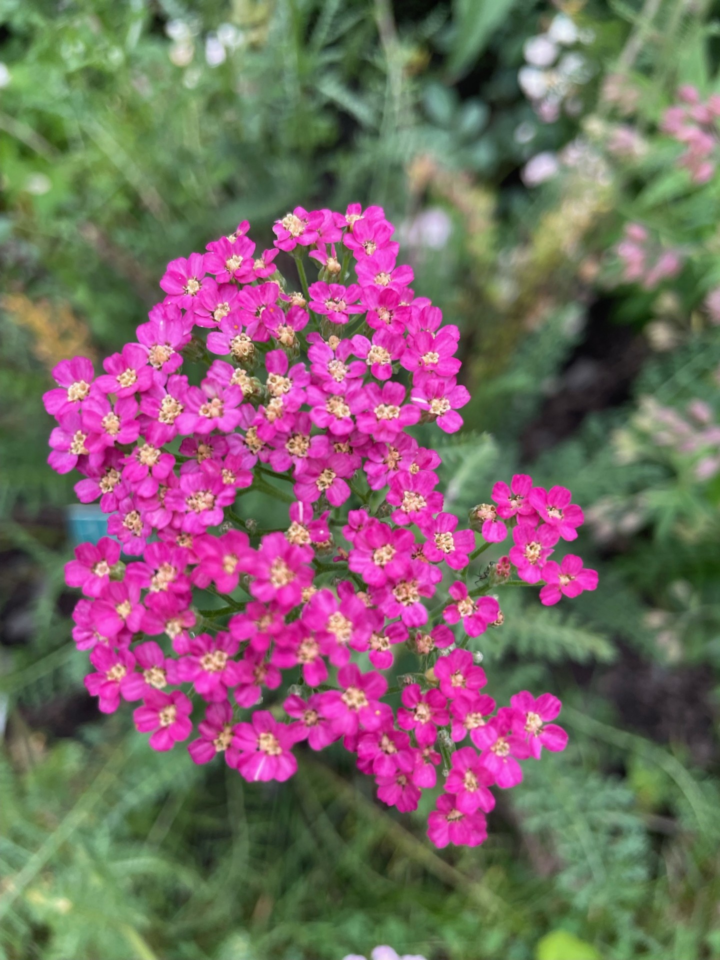 Image de la plante