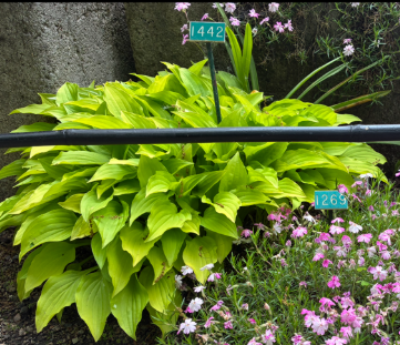 Image de la plante
