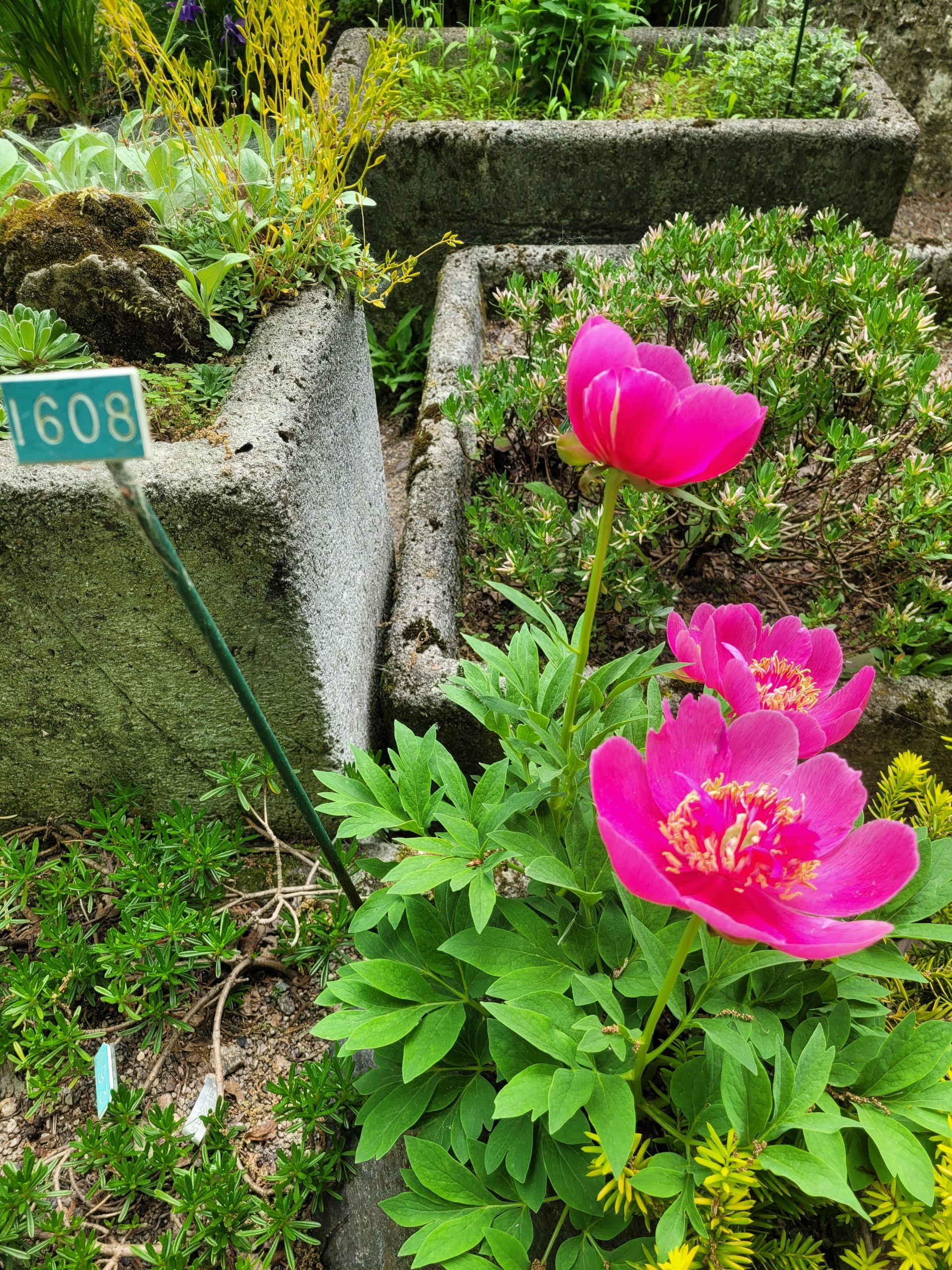 Image de la plante