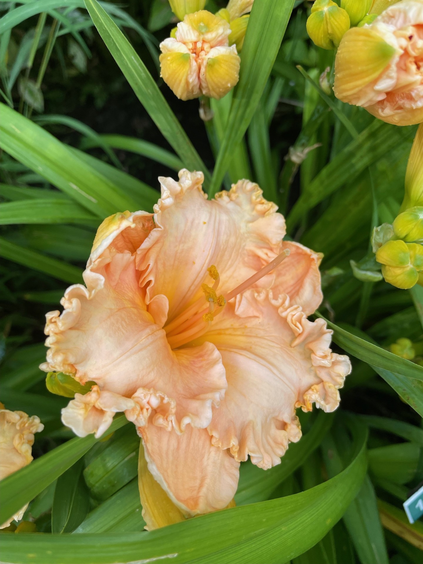 Image de la plante