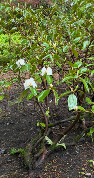 Image de la plante
