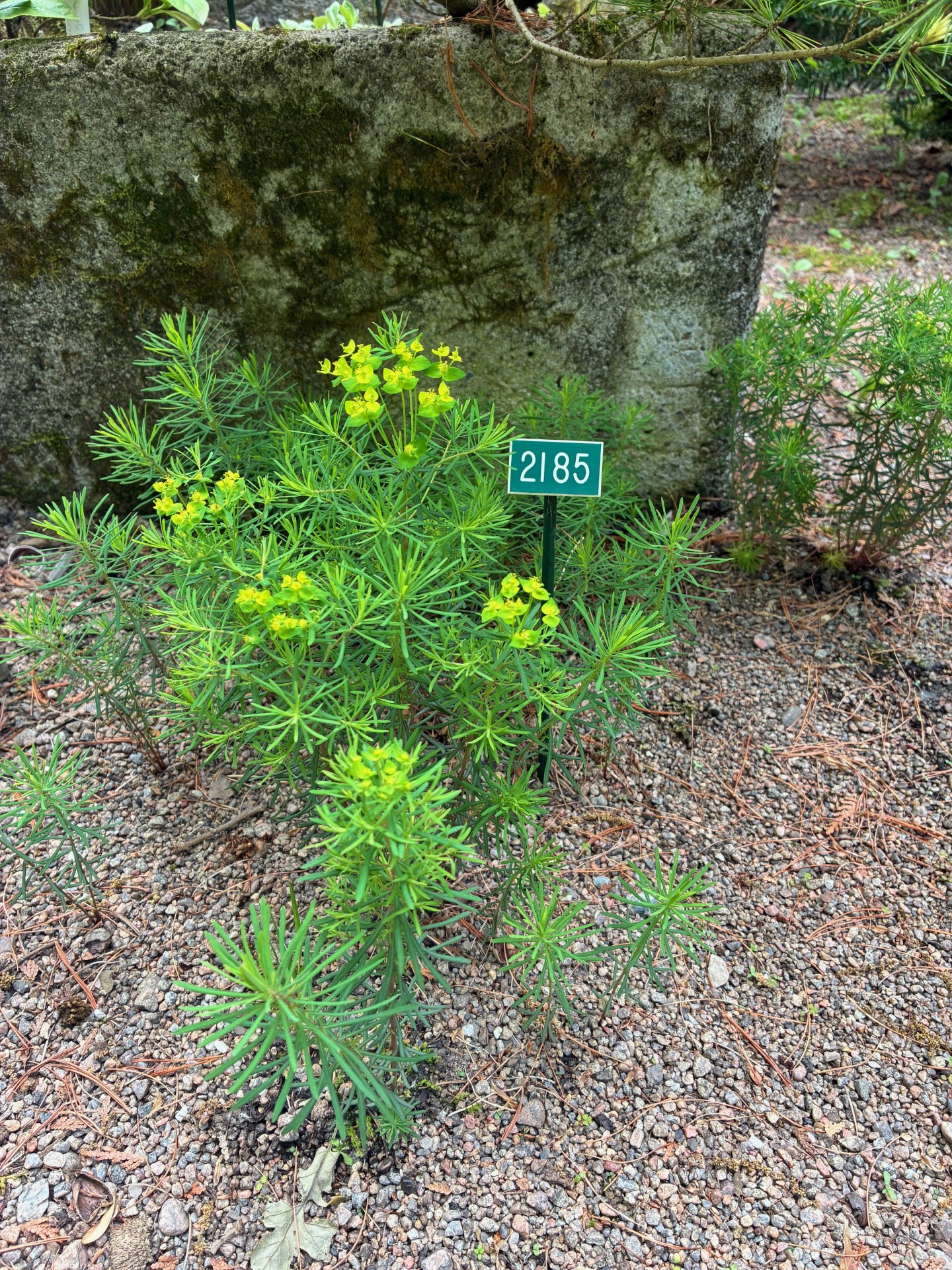 Image de la plante