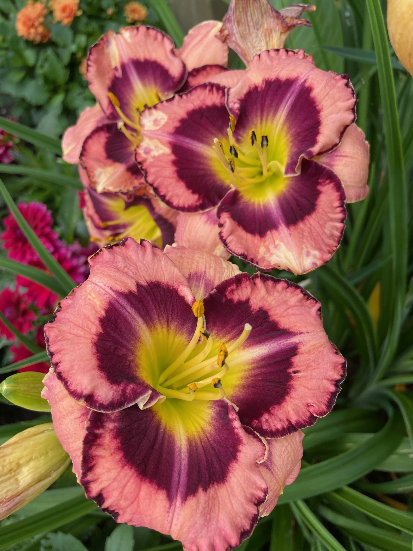 Image de la plante