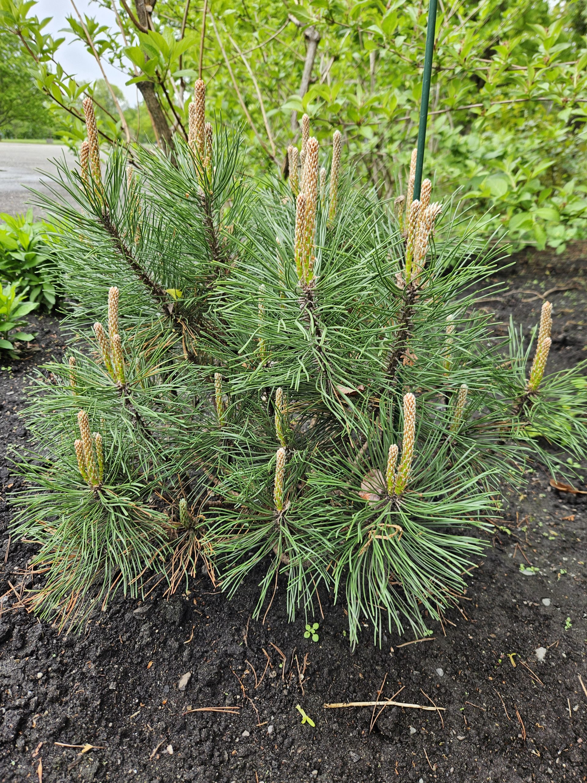 Image de la plante