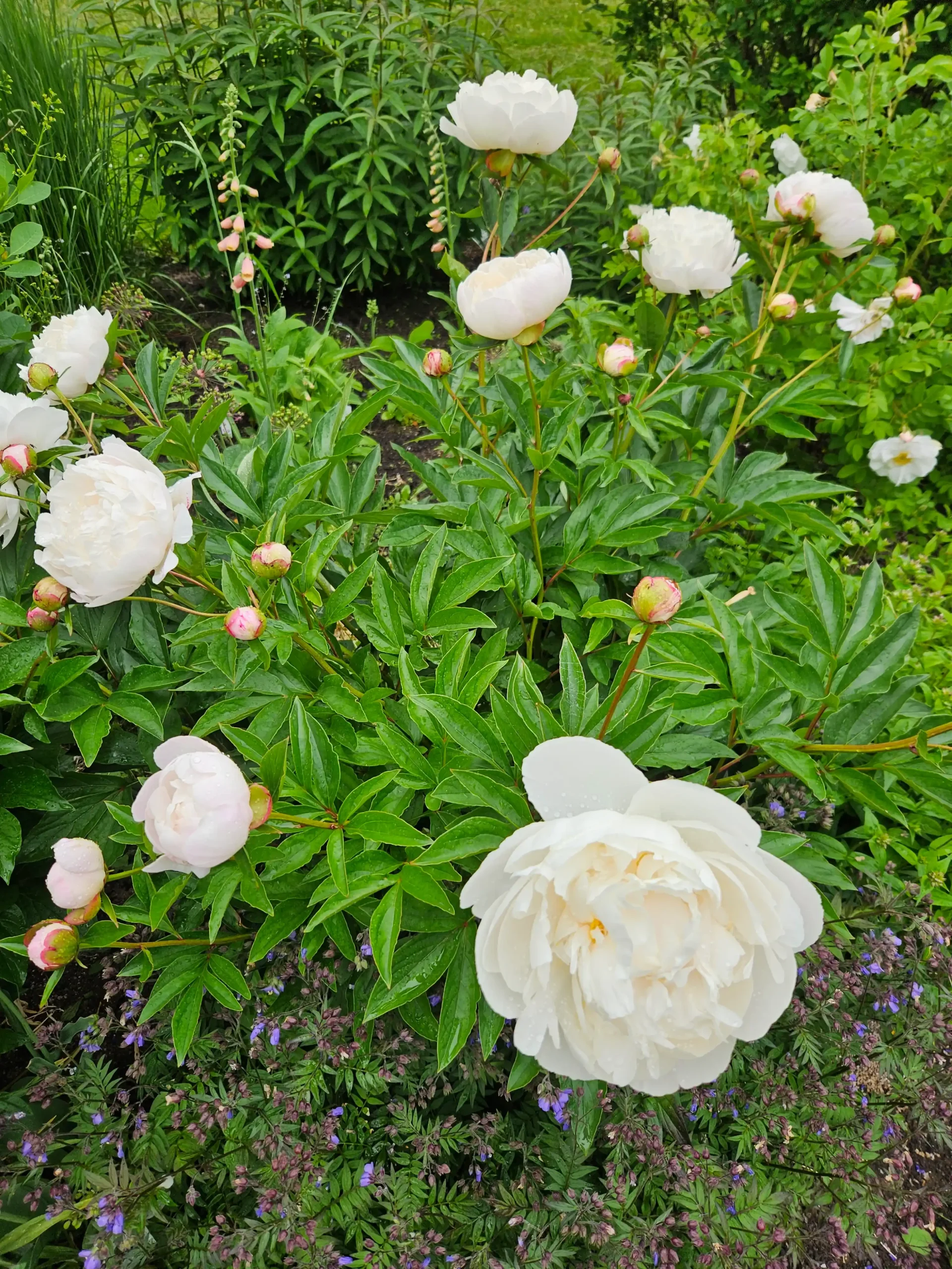 Image de la plante