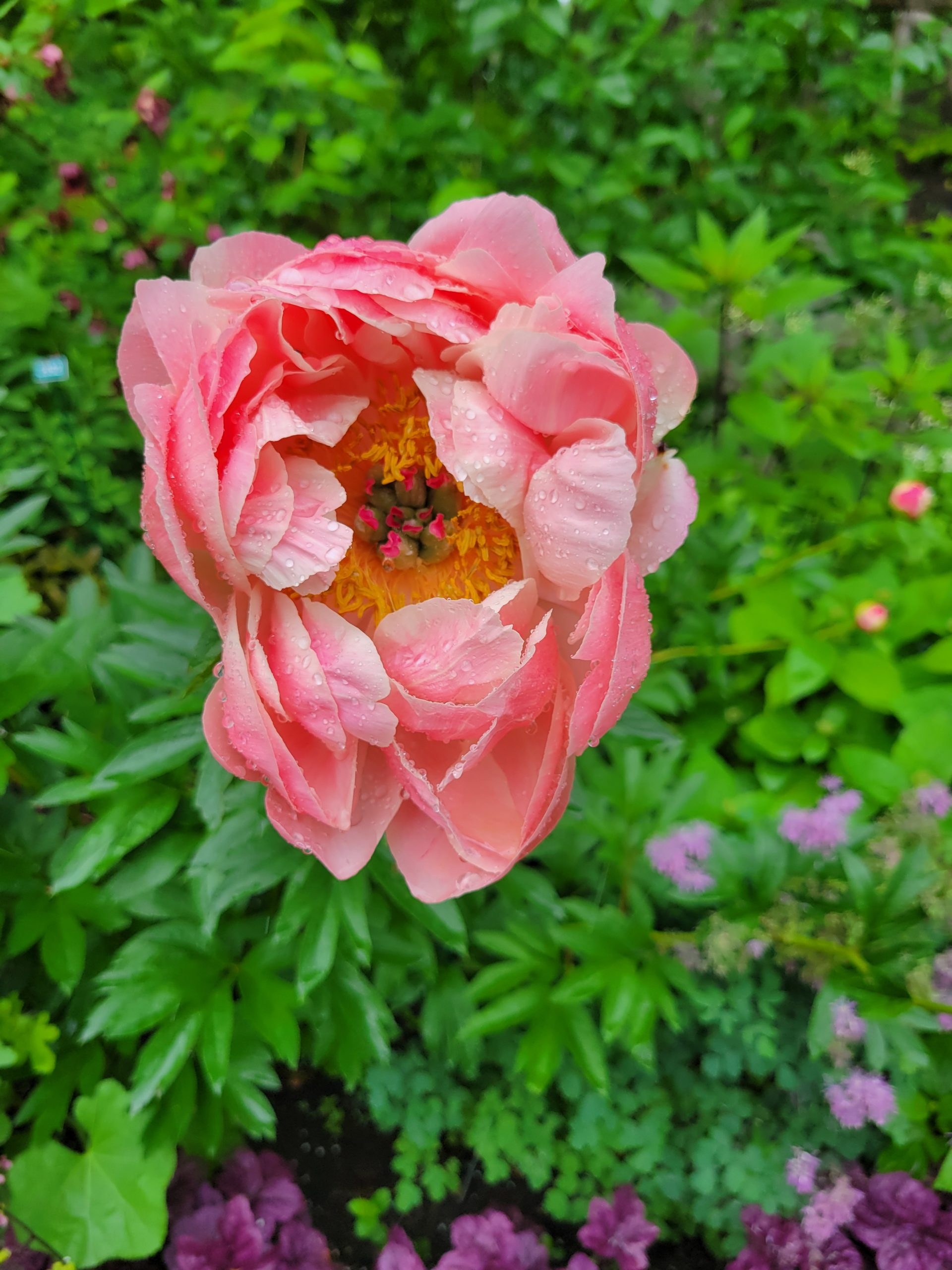 Image de la plante