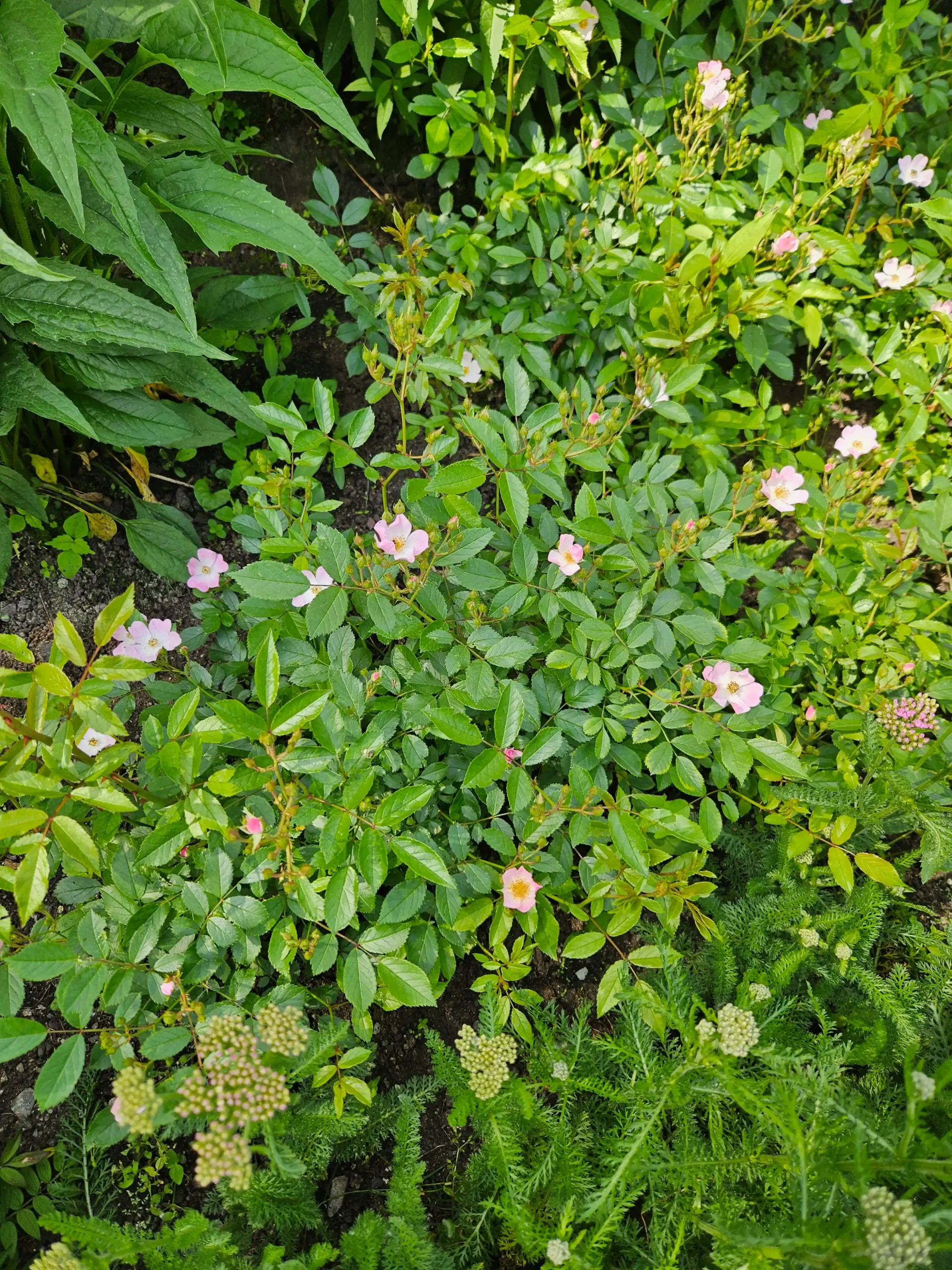 Image de la plante