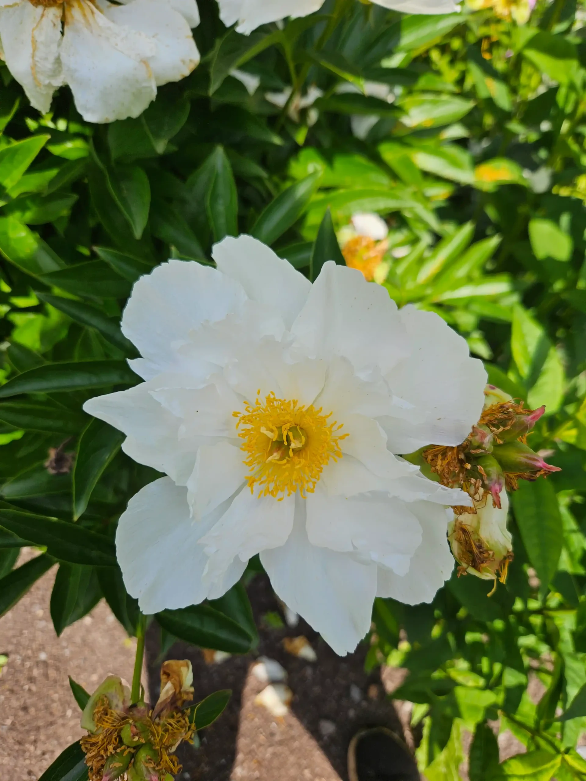 Image de la plante