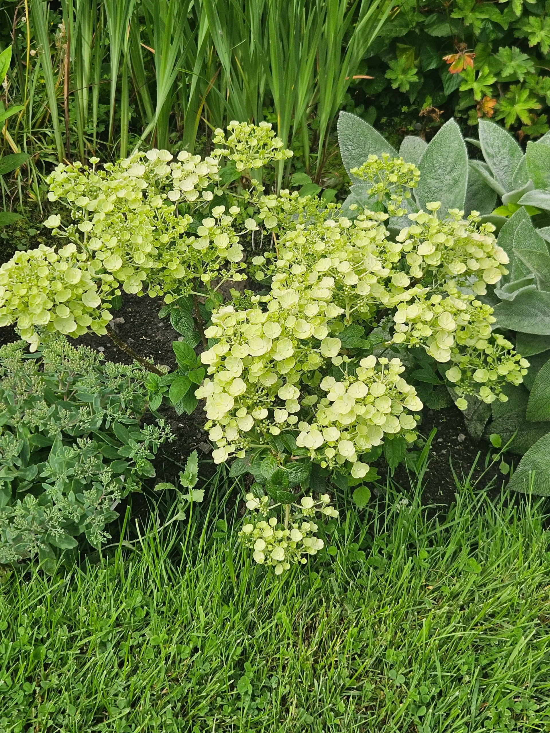 Image de la plante