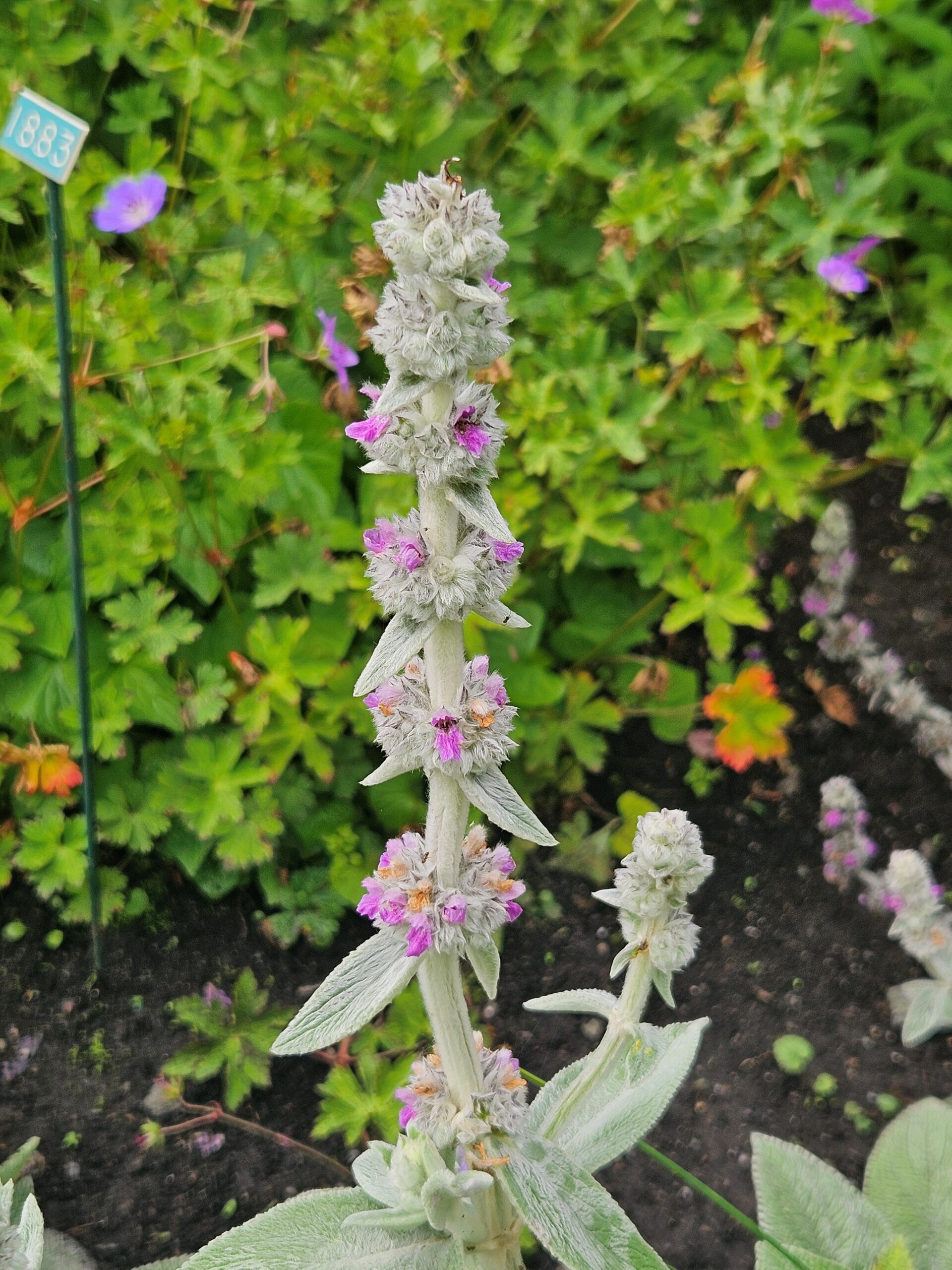Image de la plante