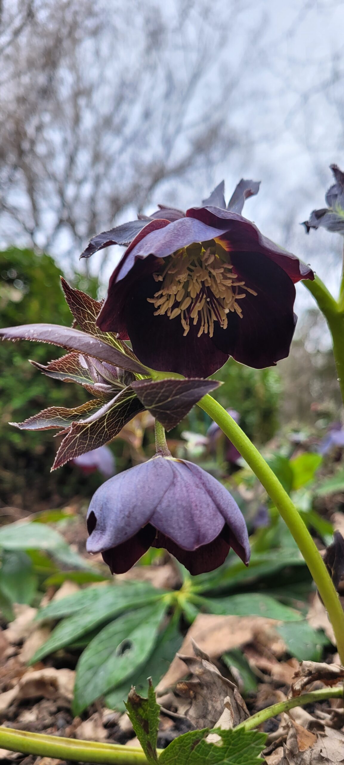 Image de la plante
