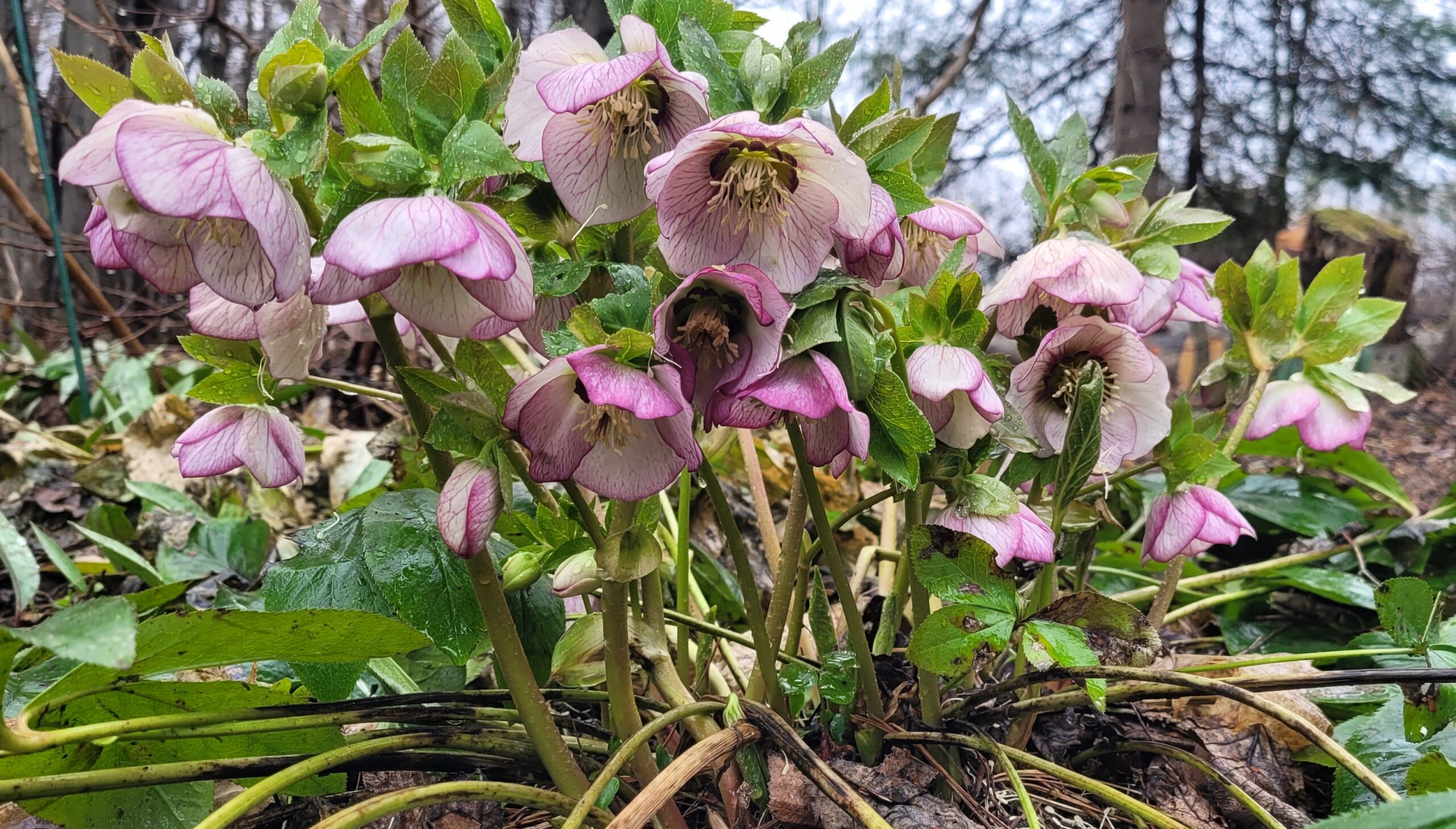 Image de la plante