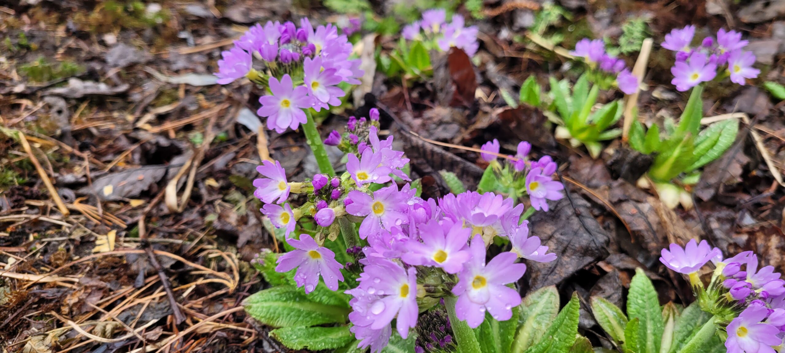 Image de la plante