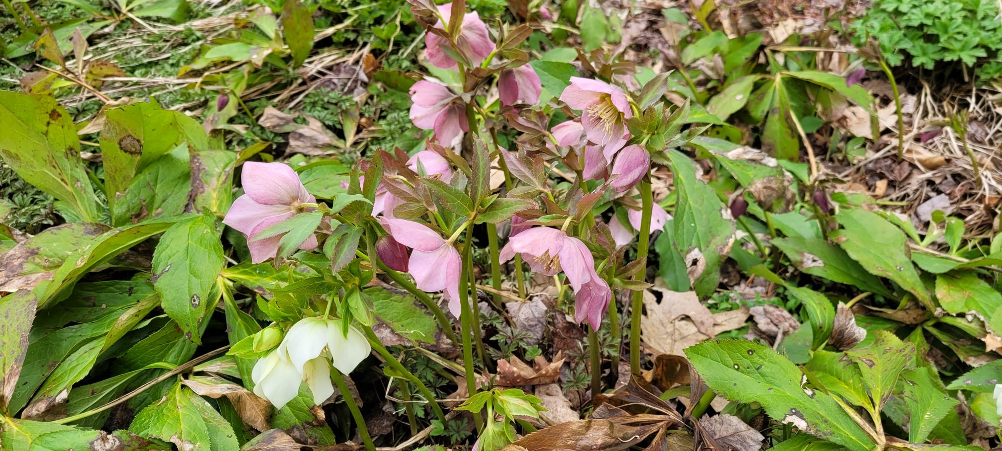 Image de la plante