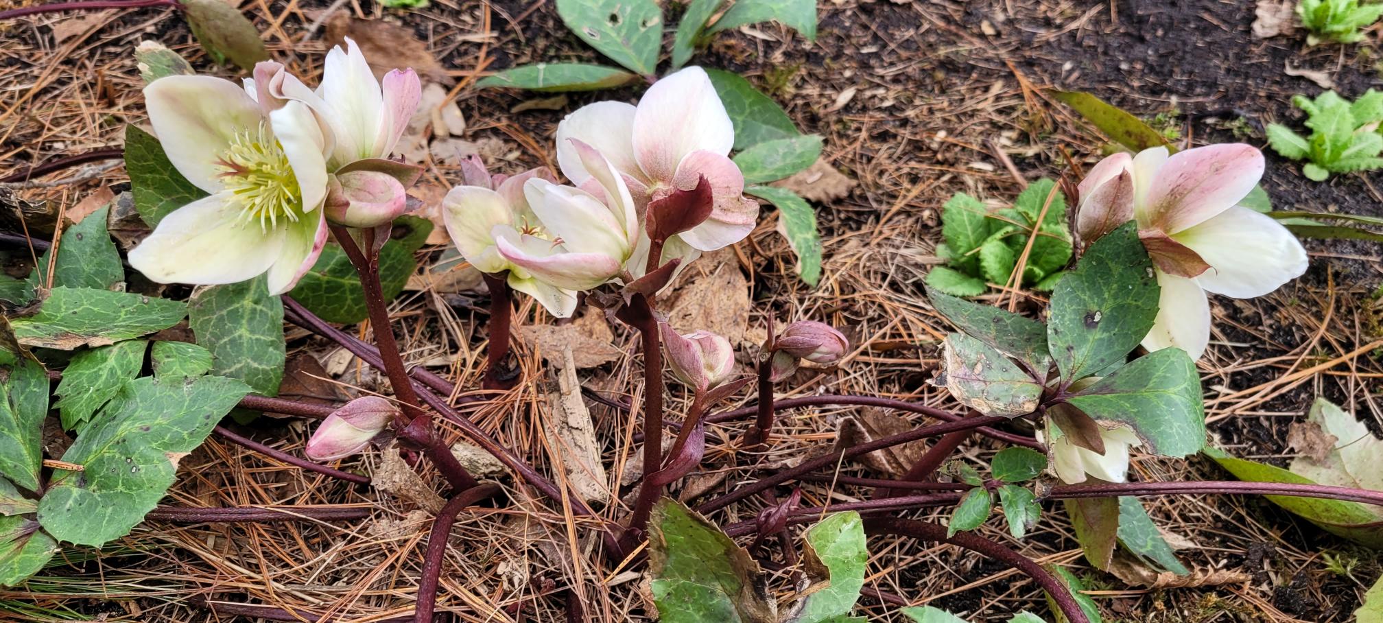 Image de la plante