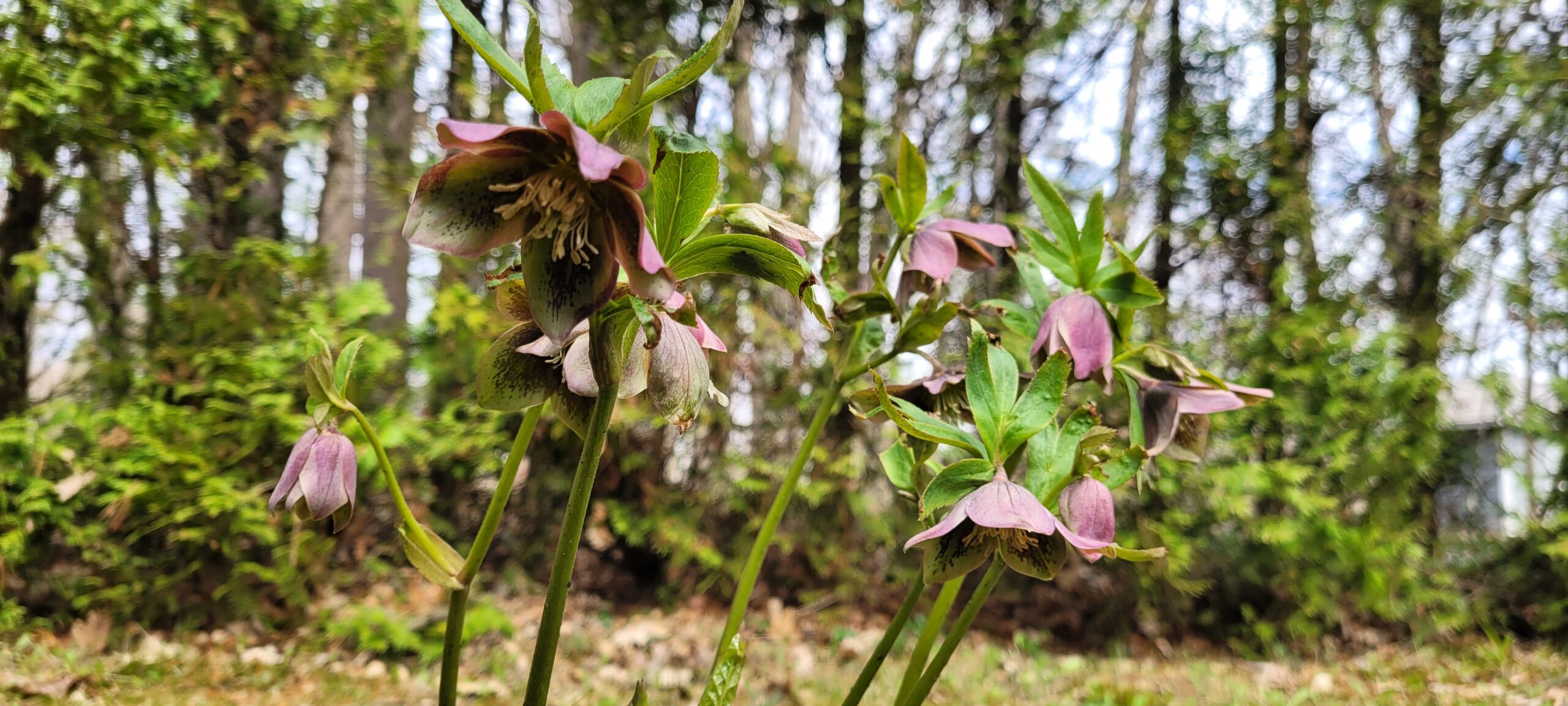 Image de la plante