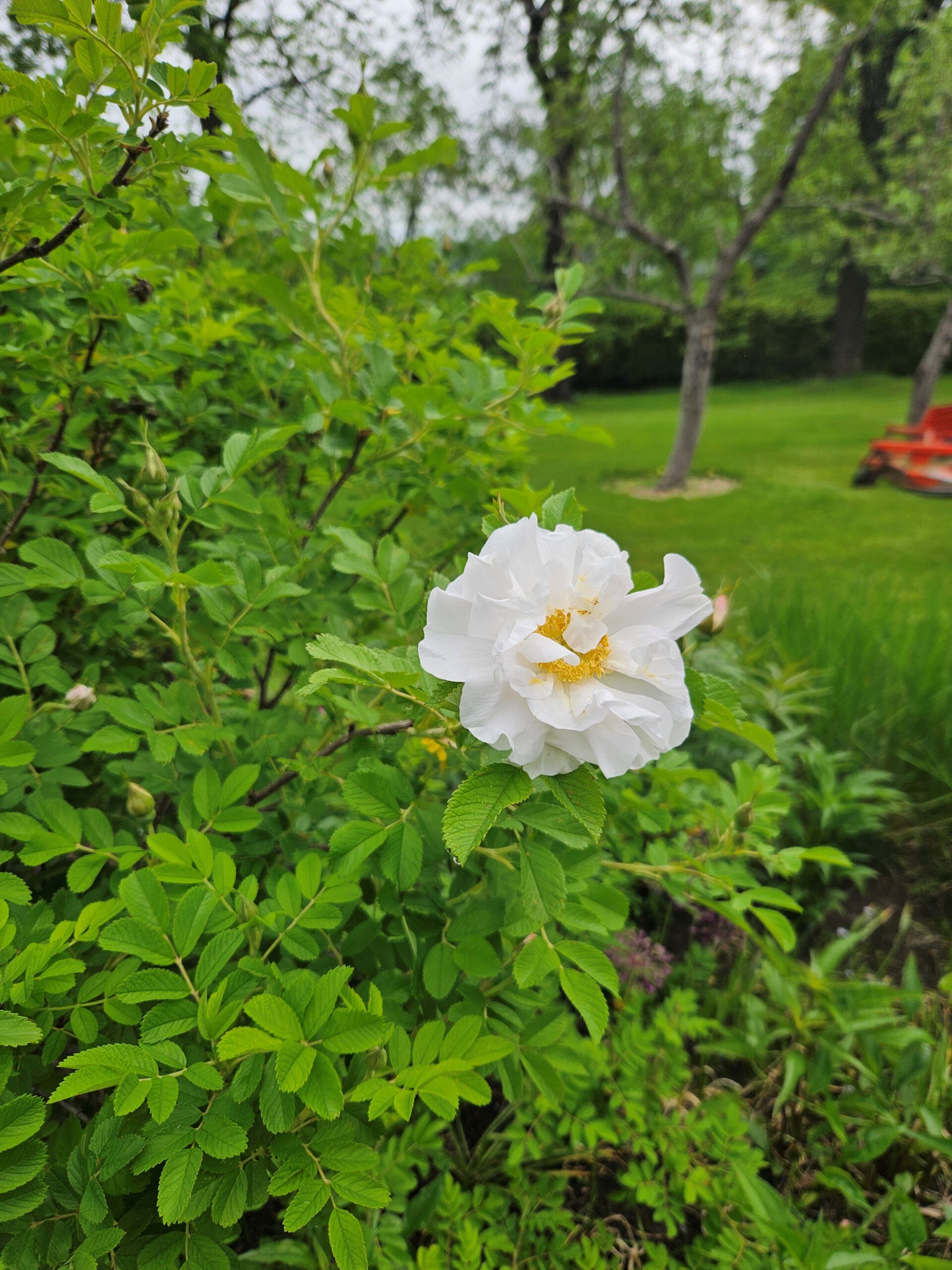 Image de la plante