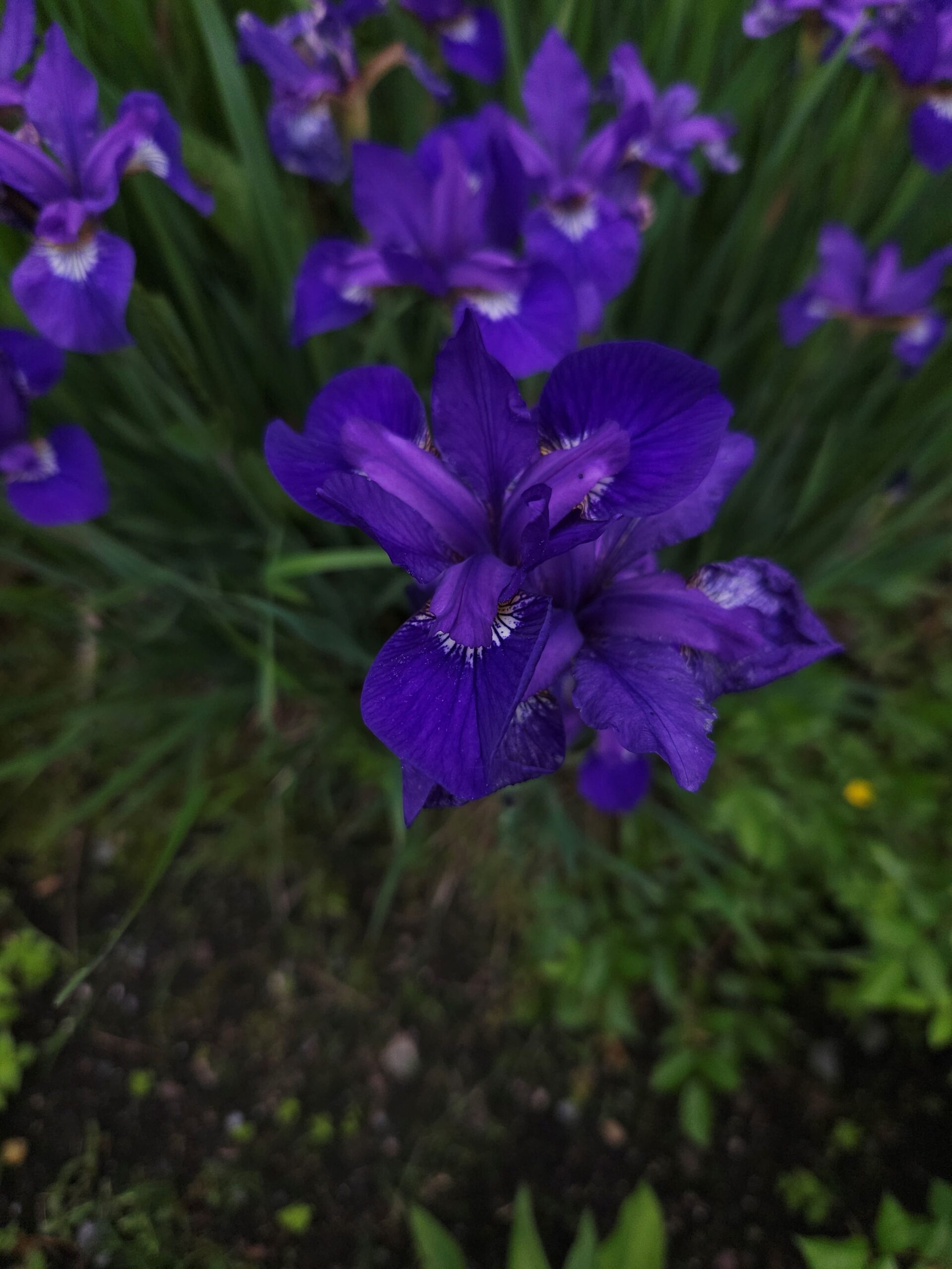 Image de la plante