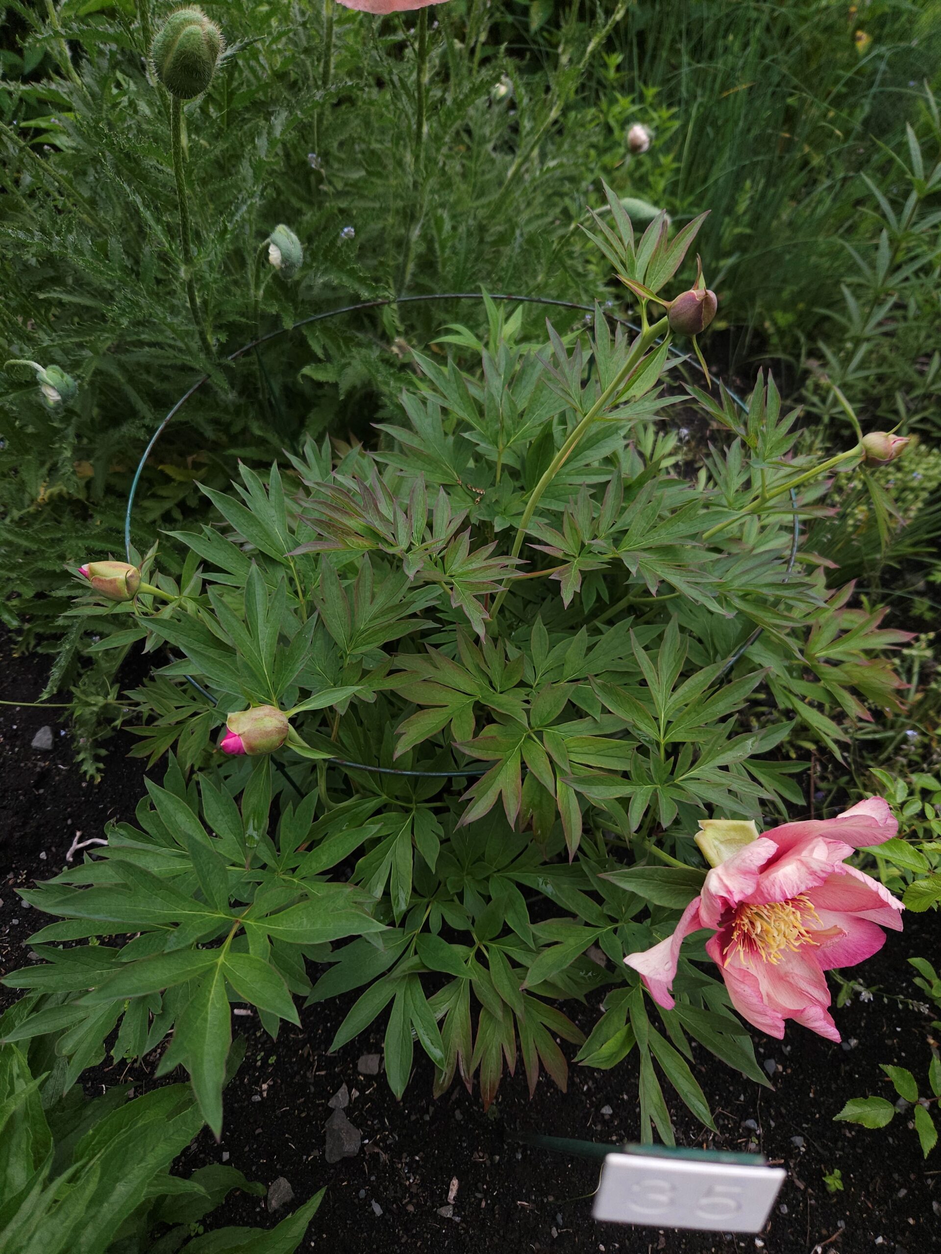 Image de la plante