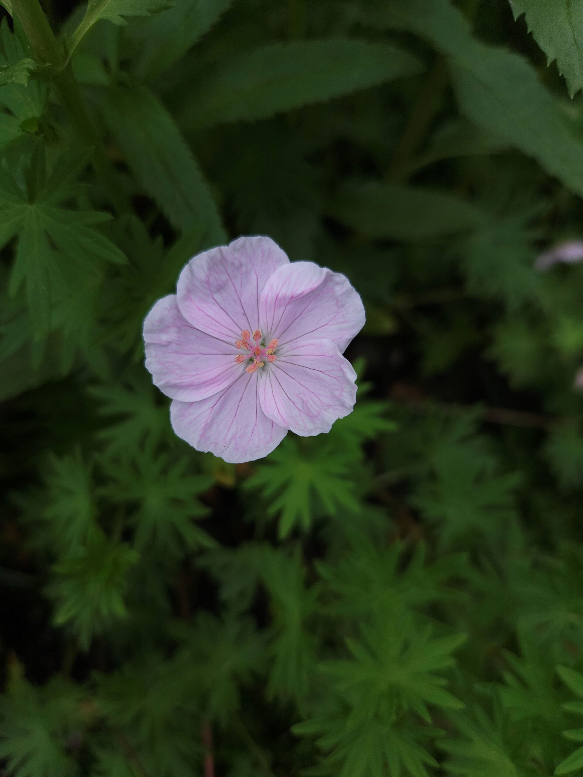 Image de la plante