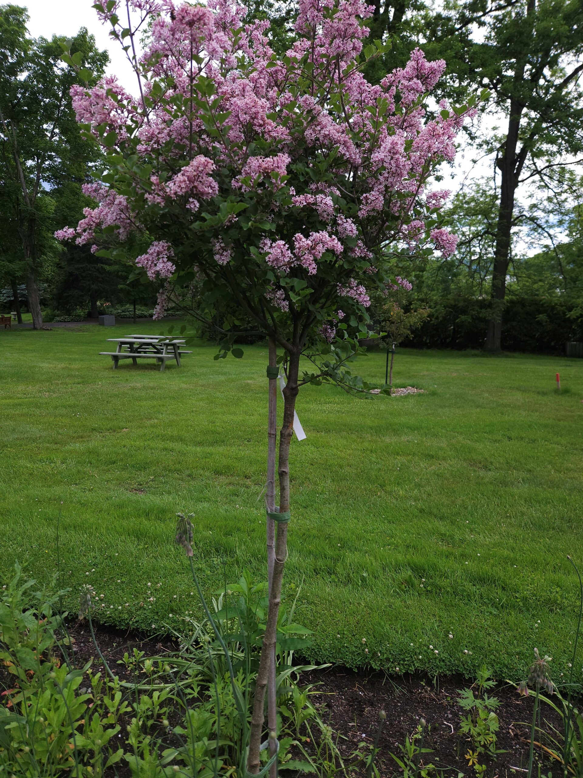 Image de la plante