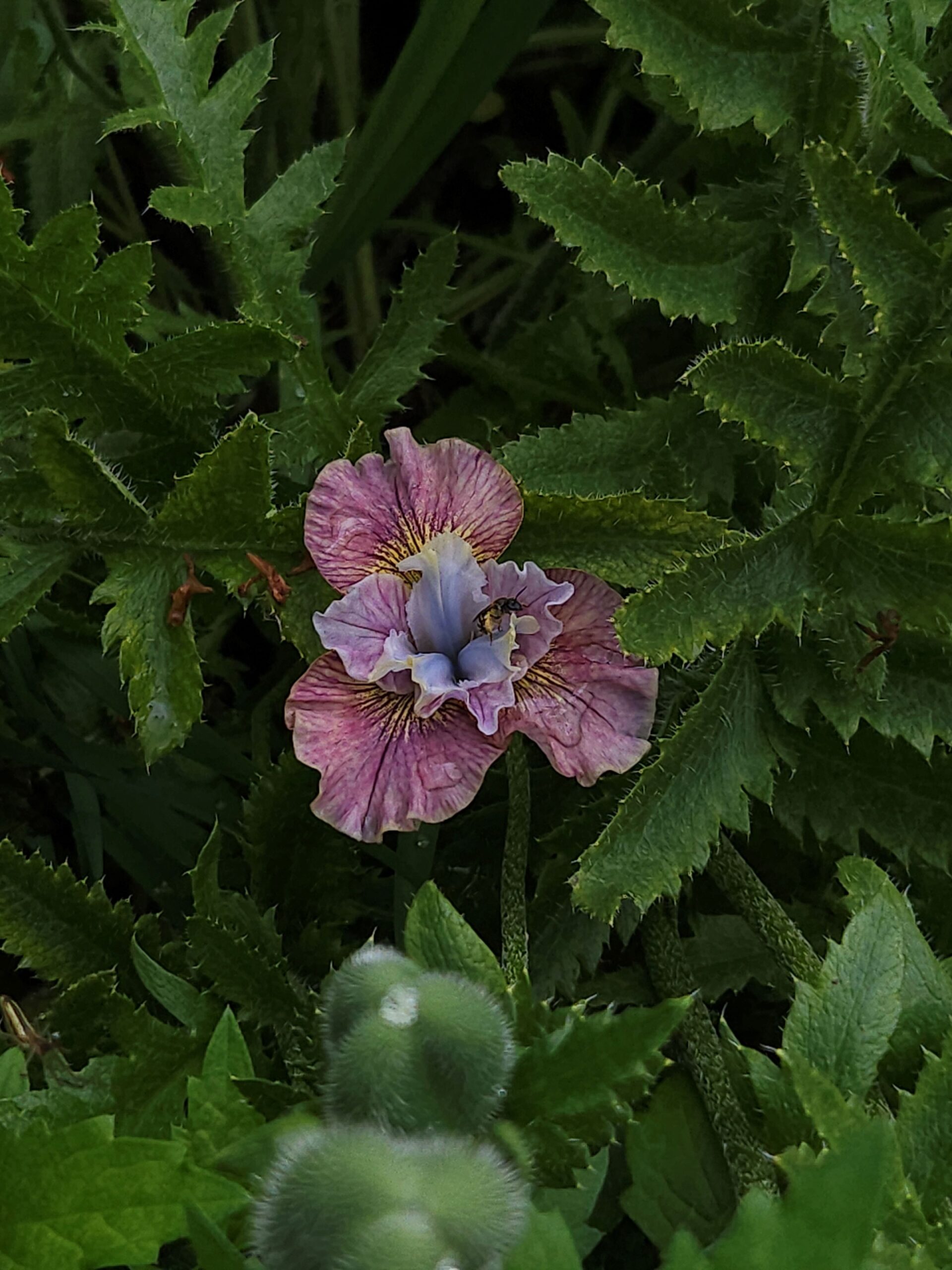 Image de la plante