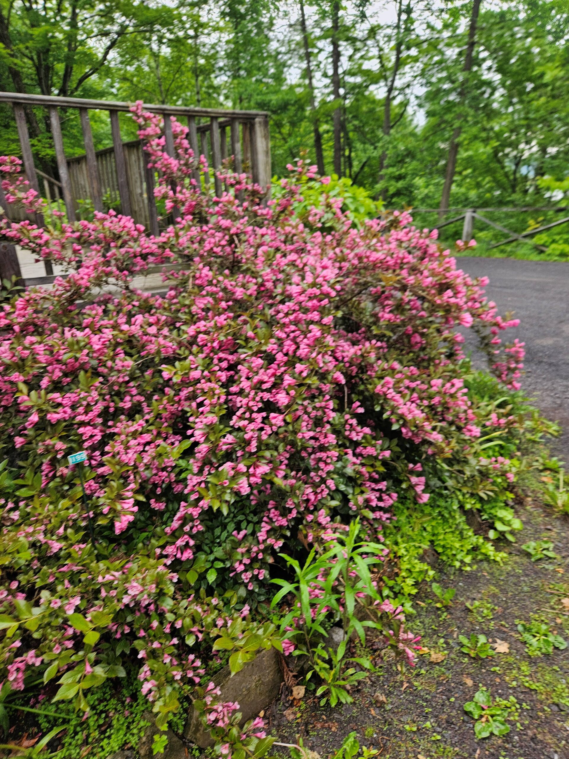 Image de la plante