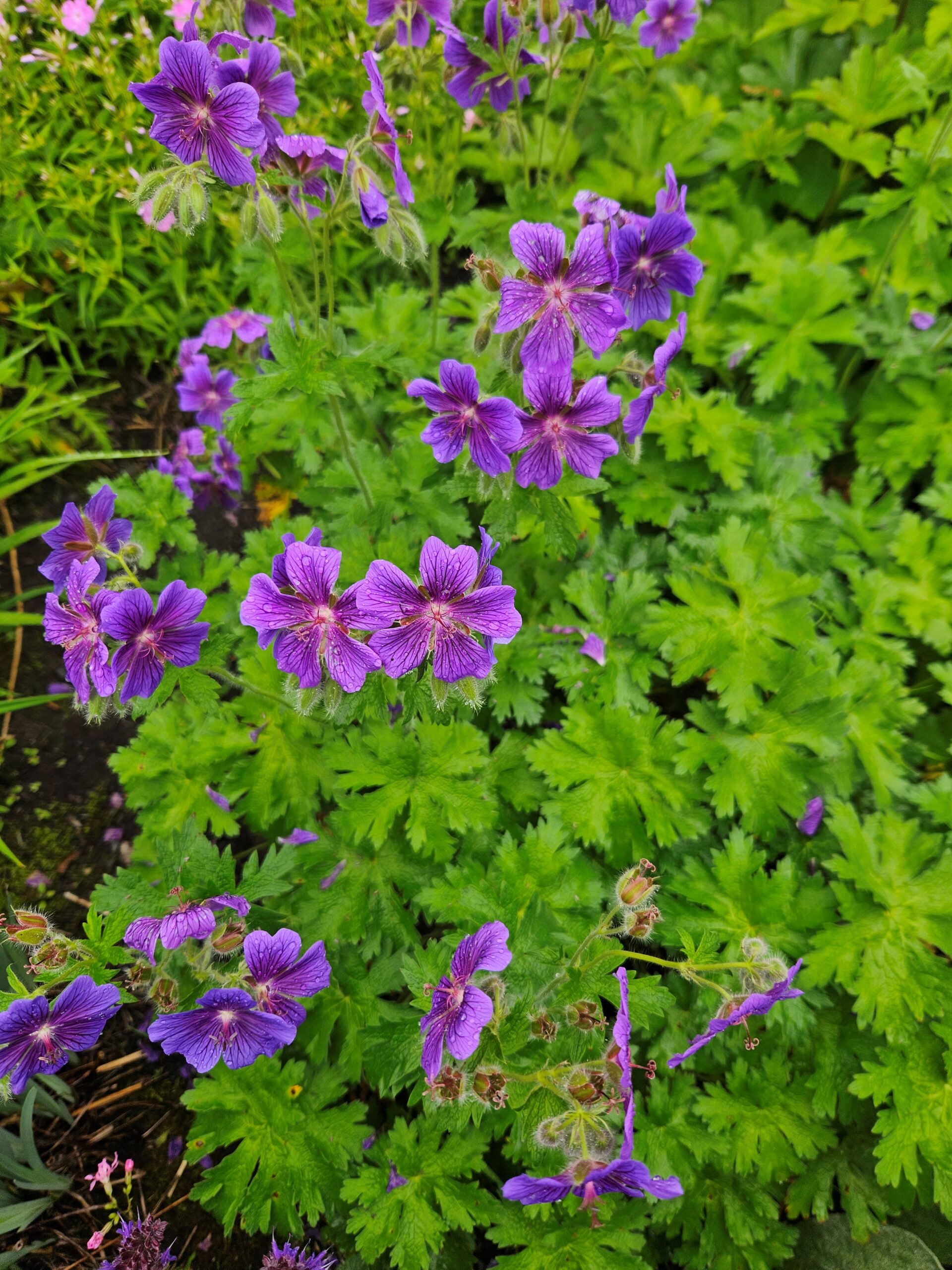 Image de la plante