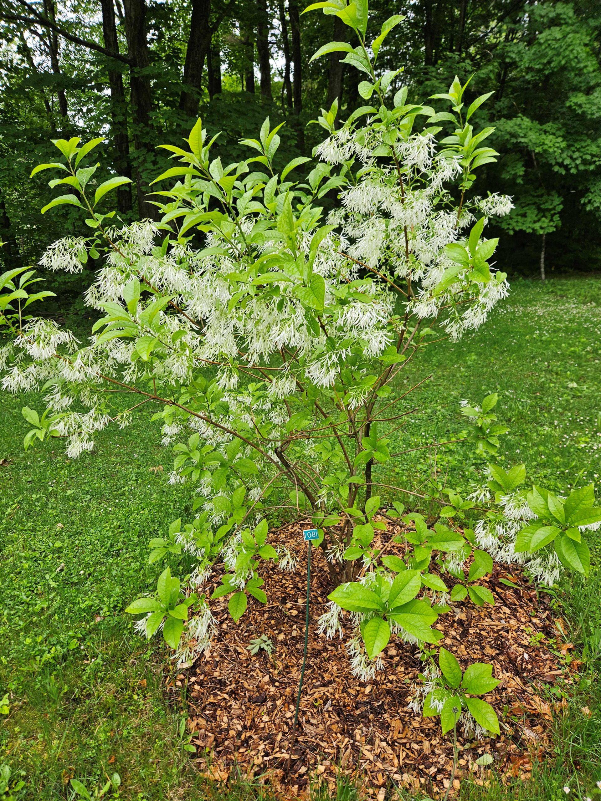Image de la plante