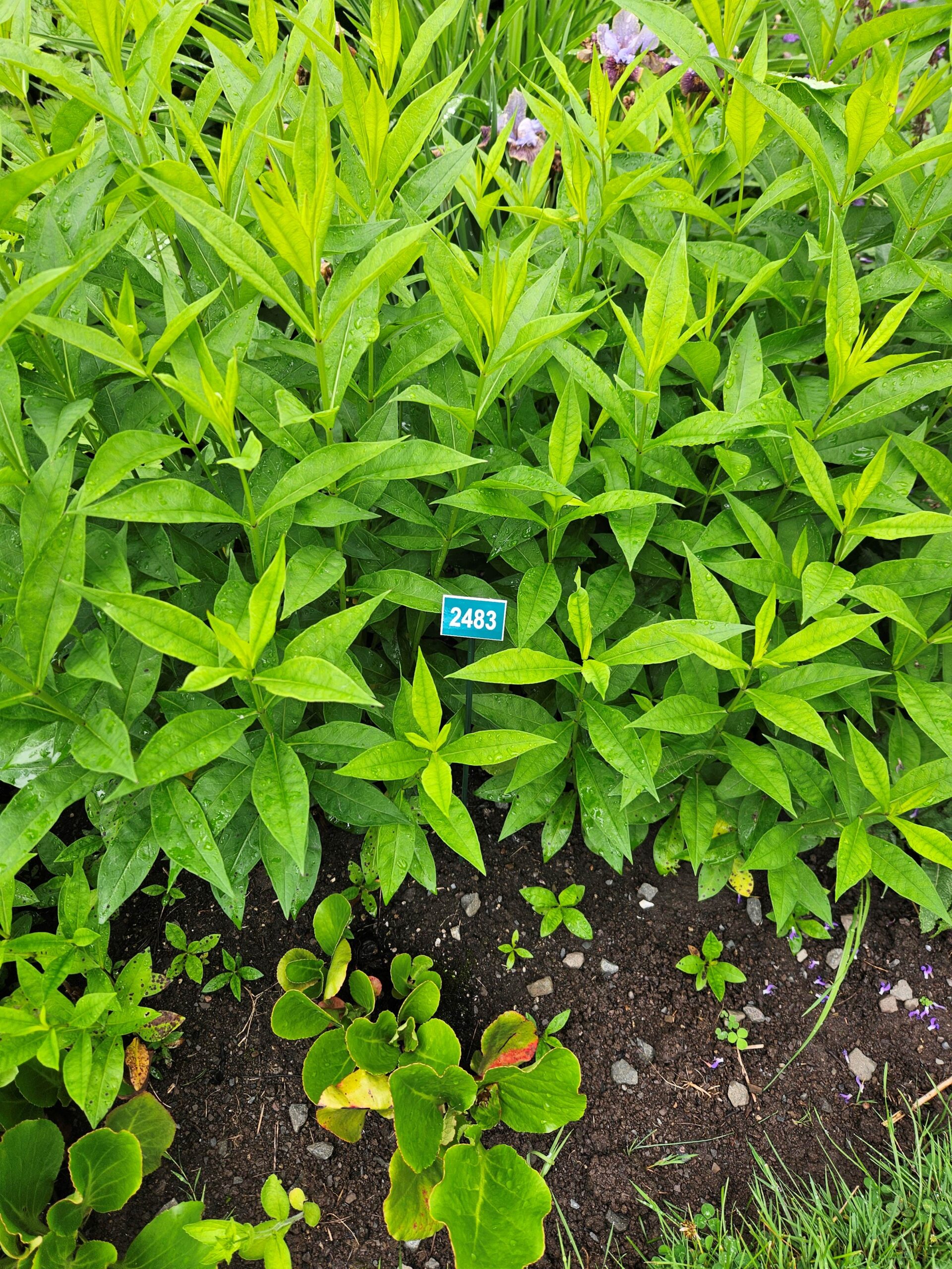 Image de la plante