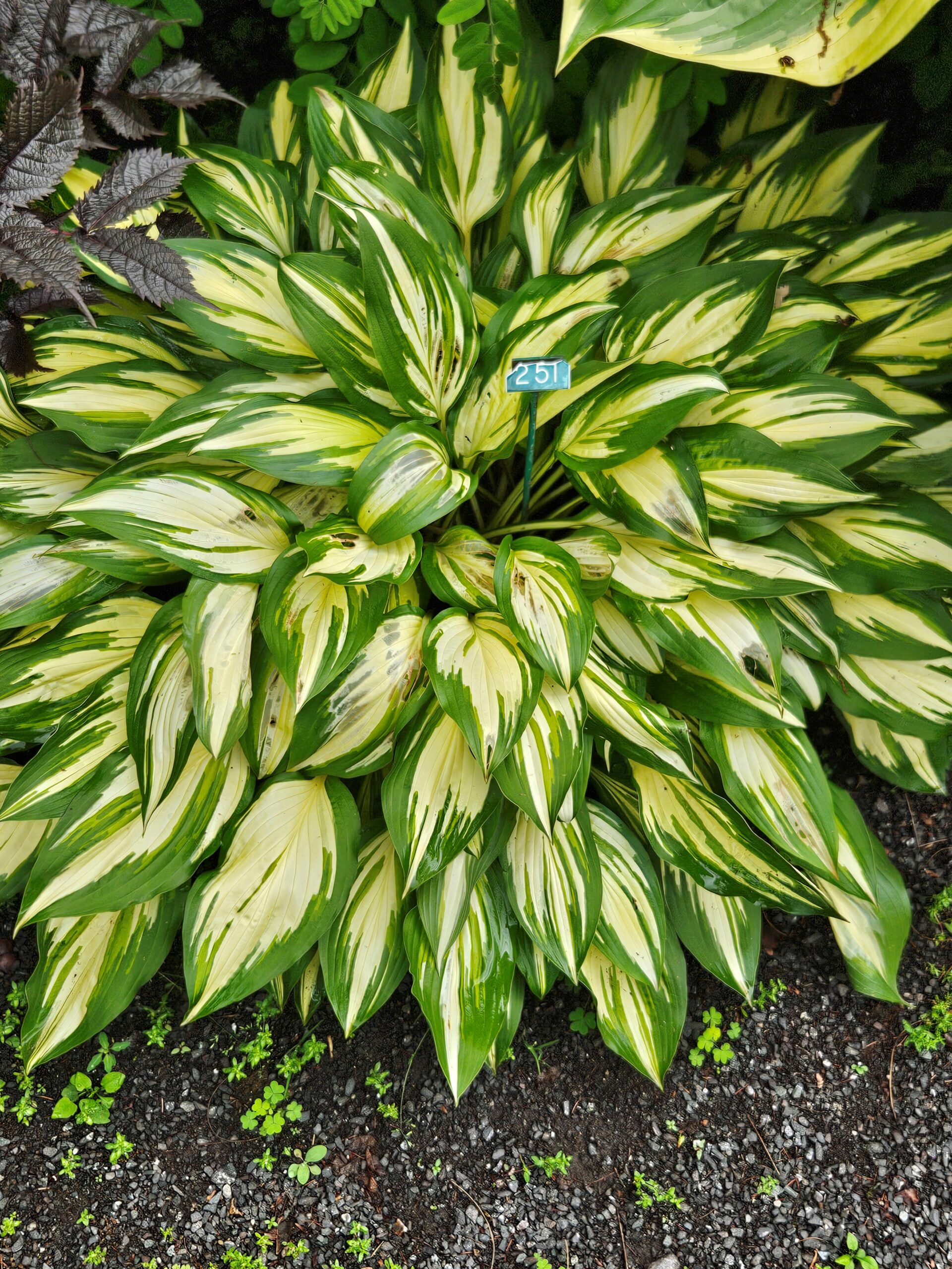 Image de la plante
