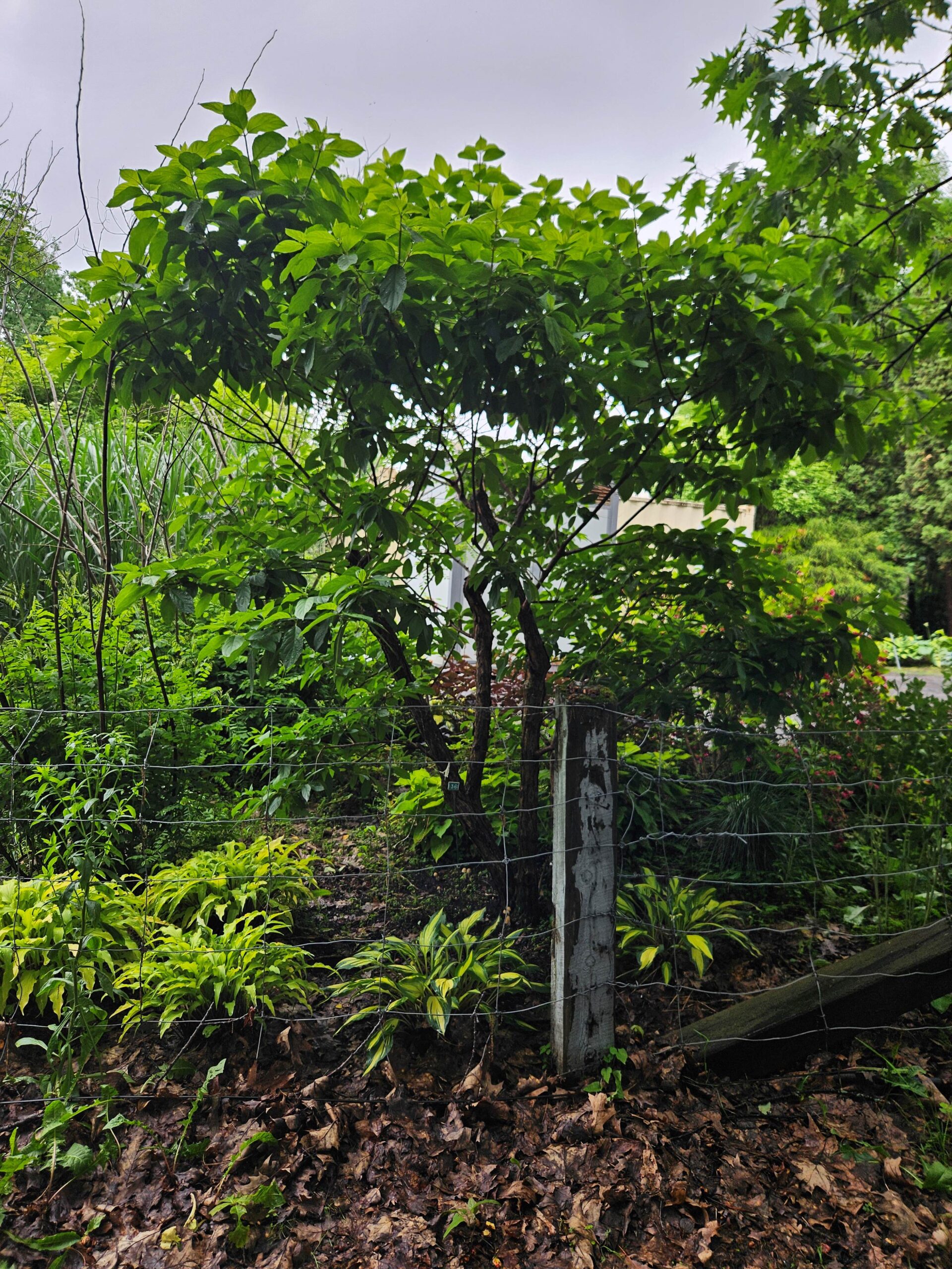 Image de la plante