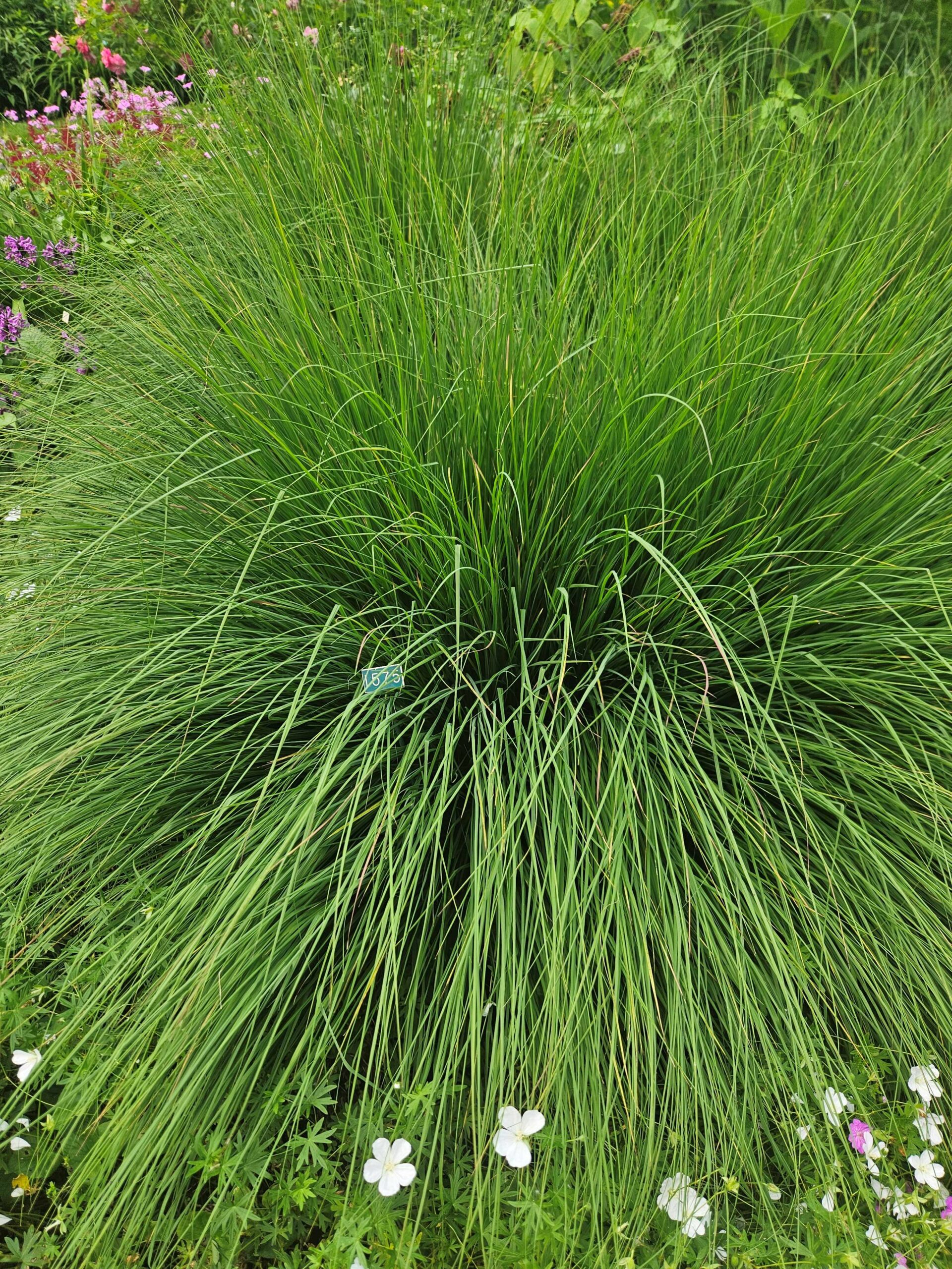 Image de la plante