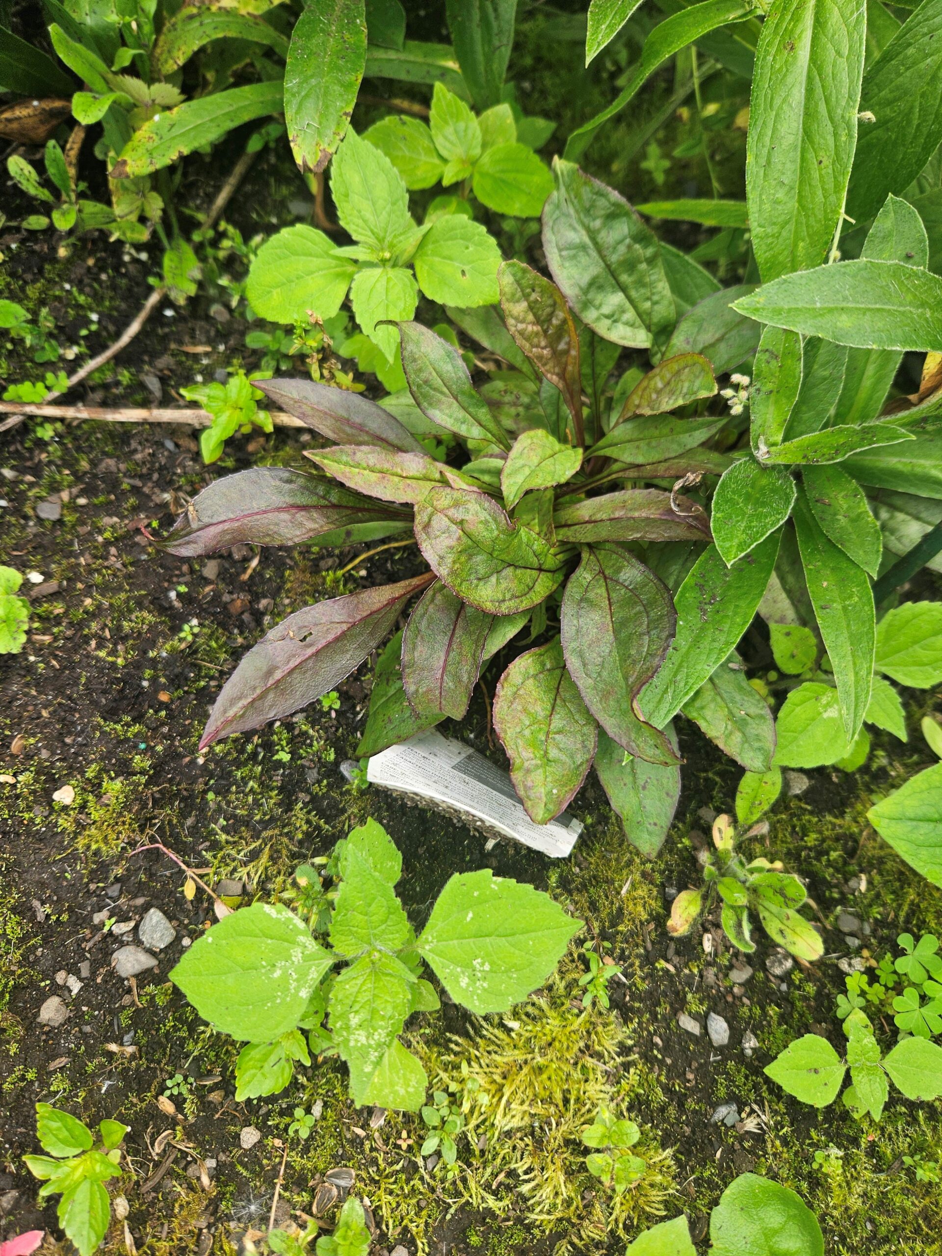 Image de la plante