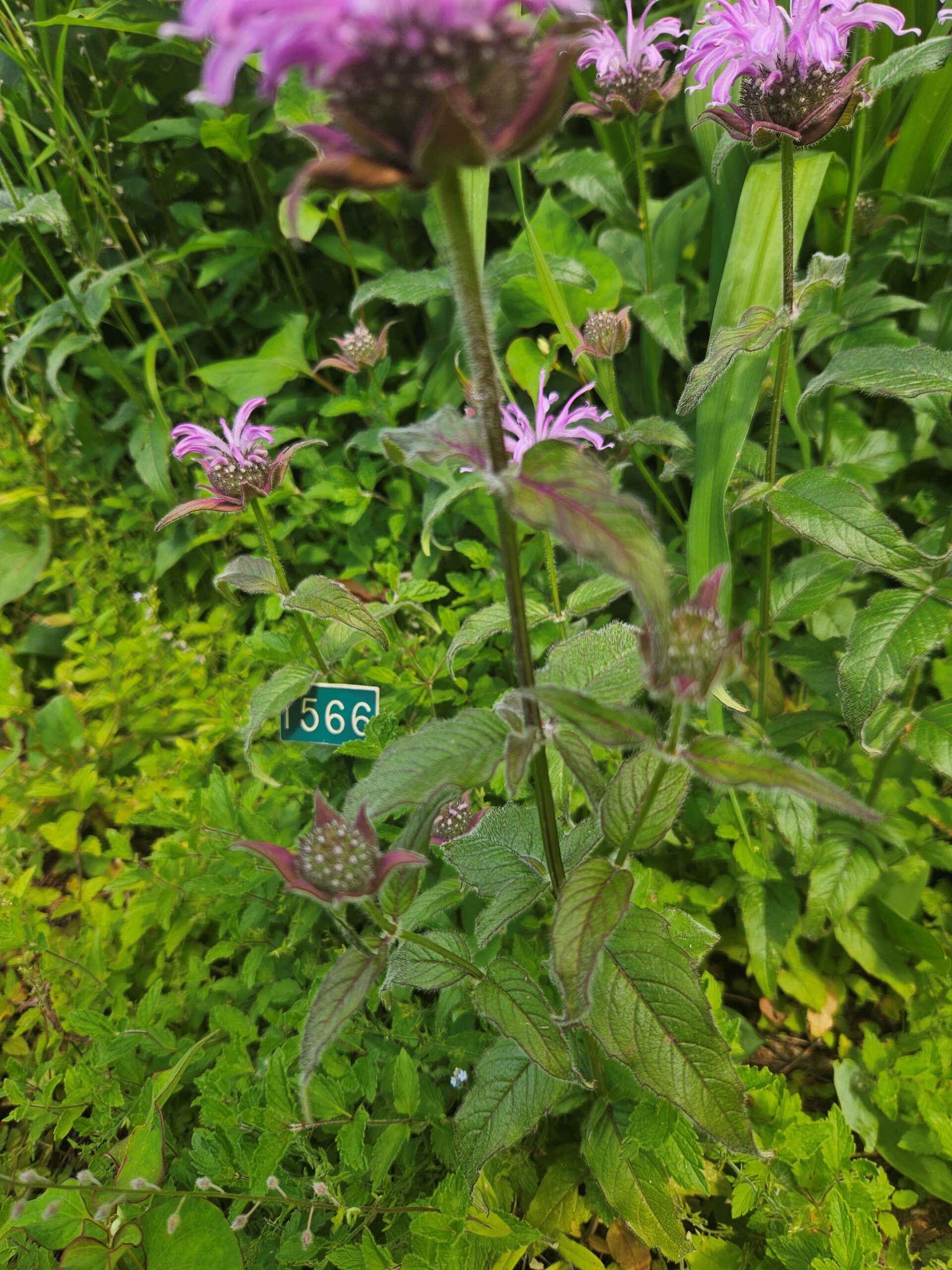 Image de la plante