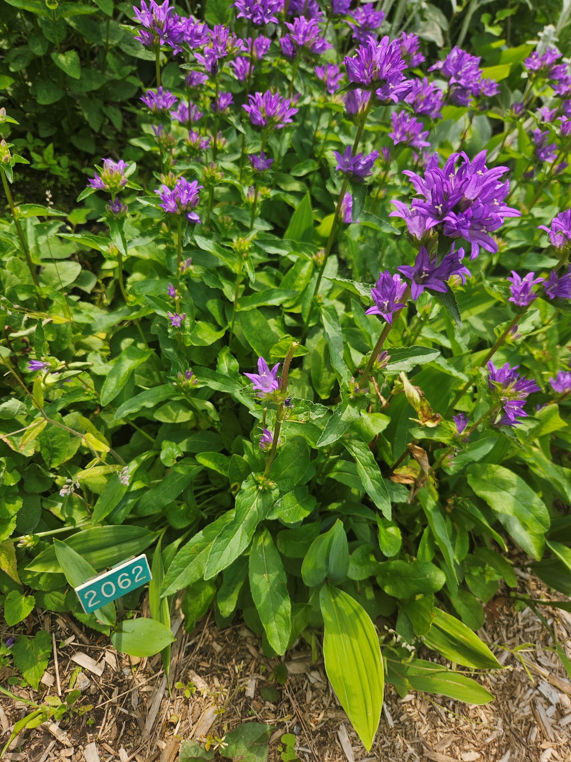 Image de la plante