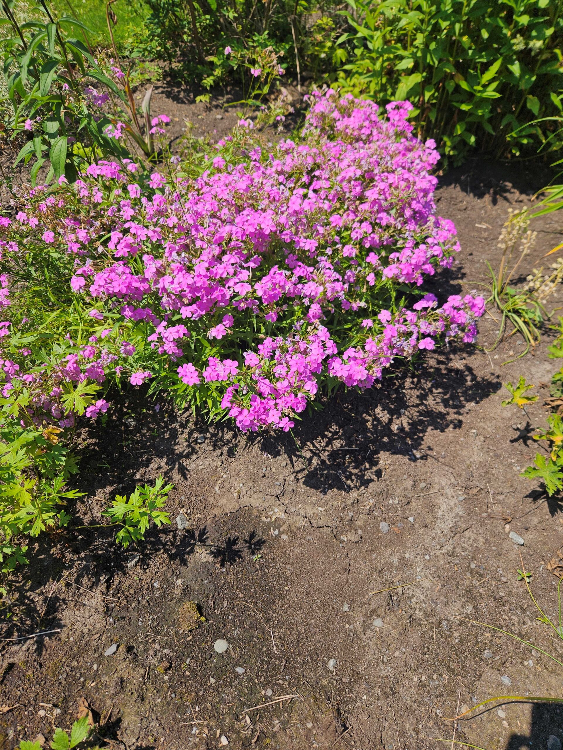 Image de la plante