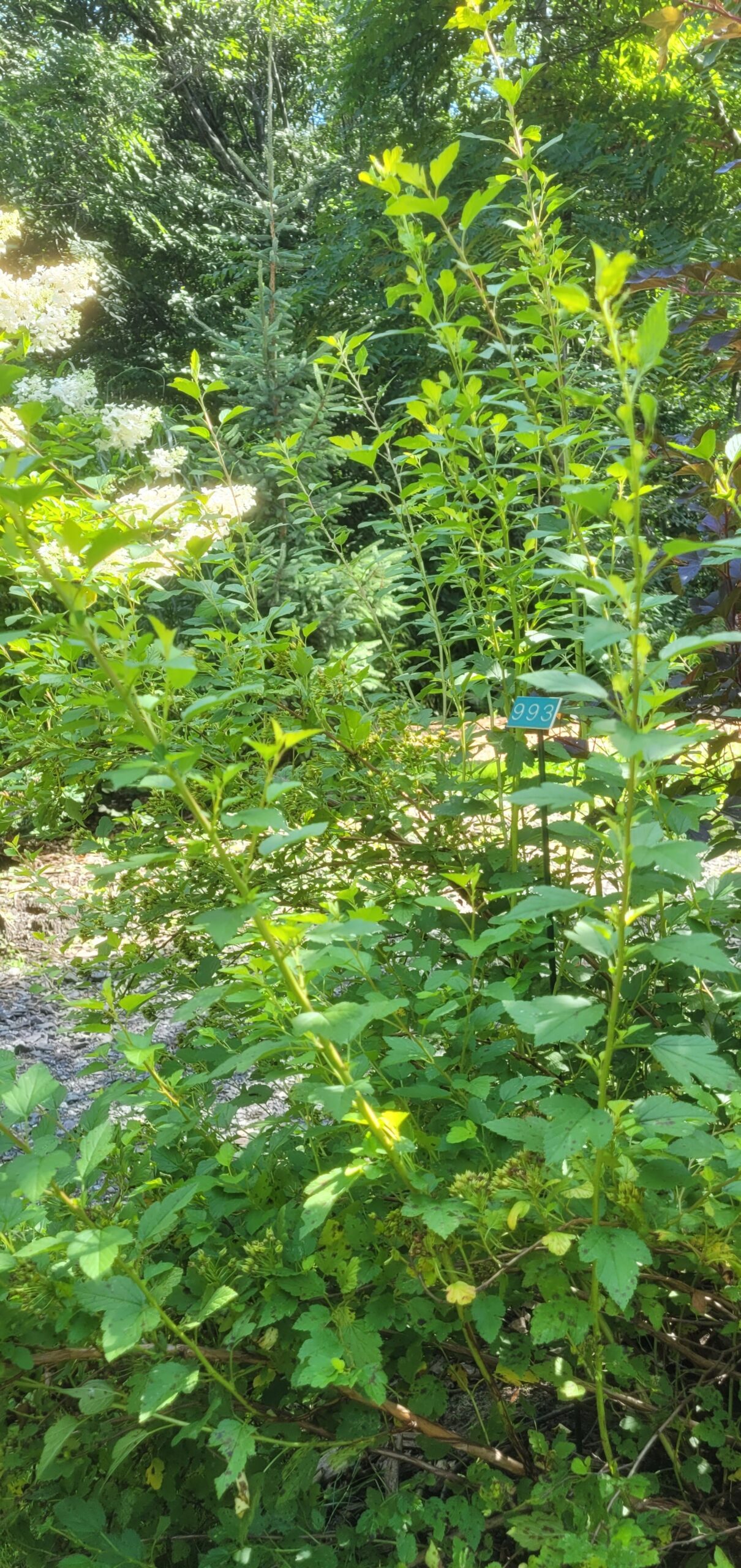 Image de la plante