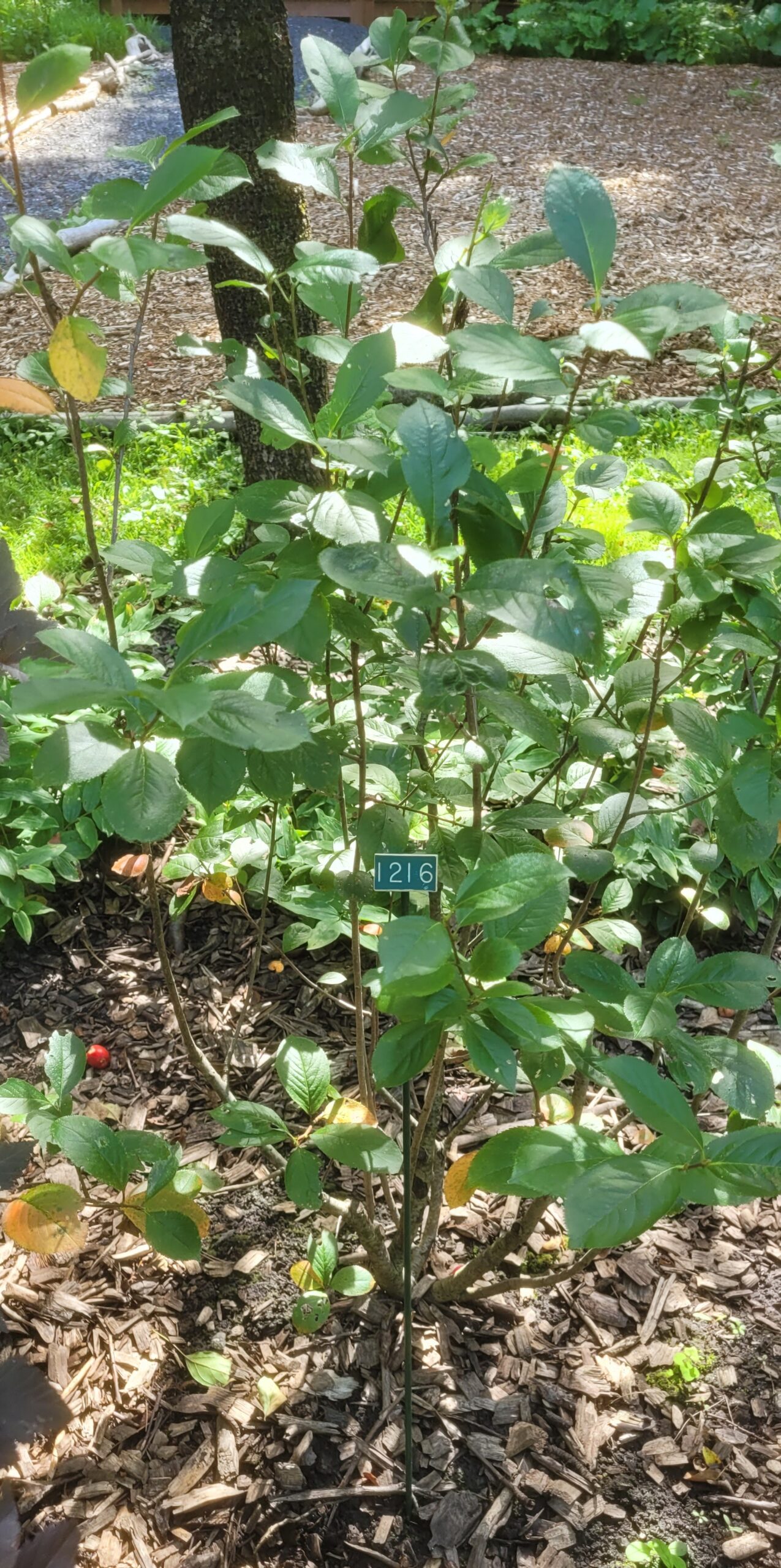 Image de la plante
