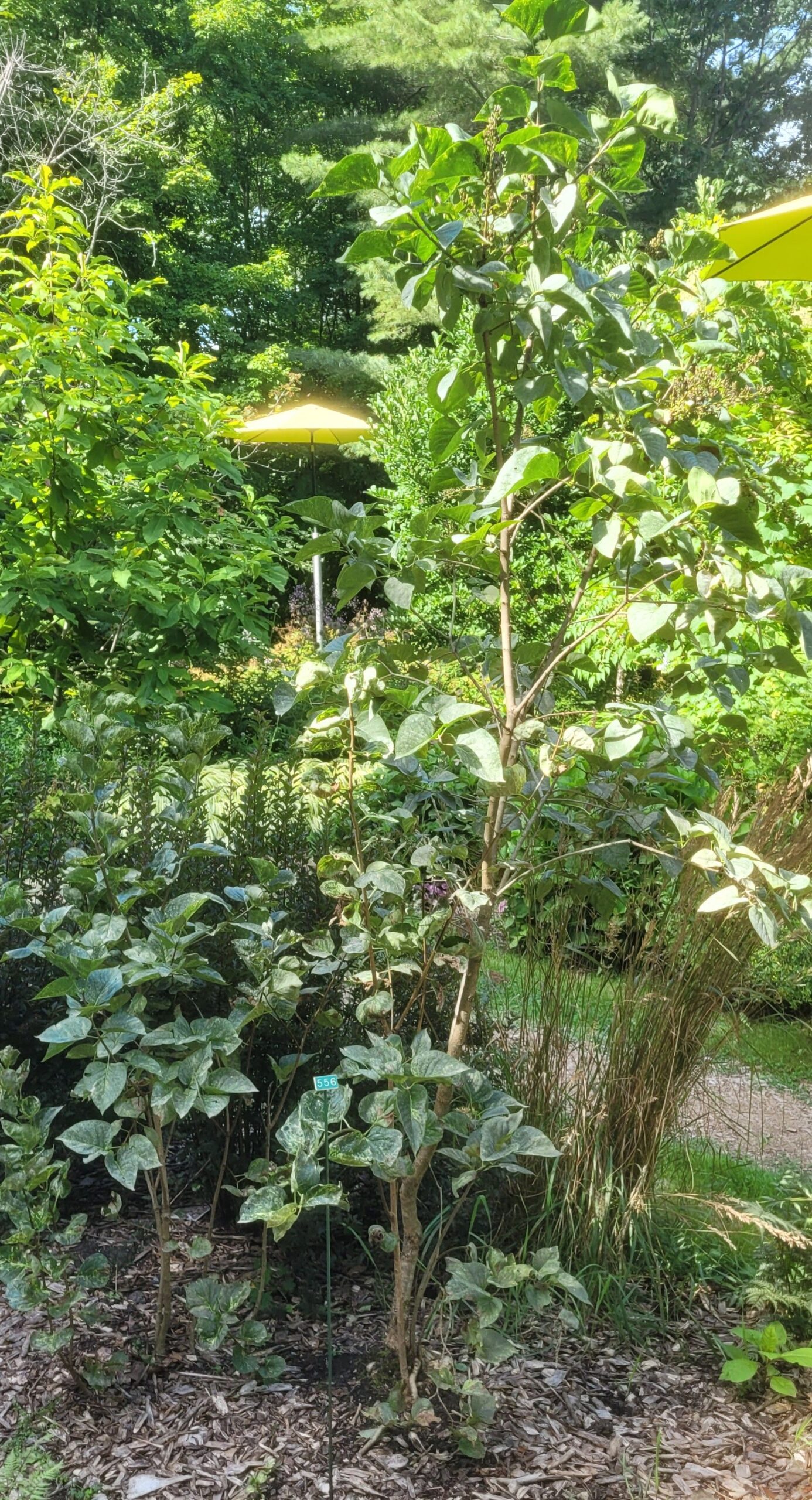 Image de la plante