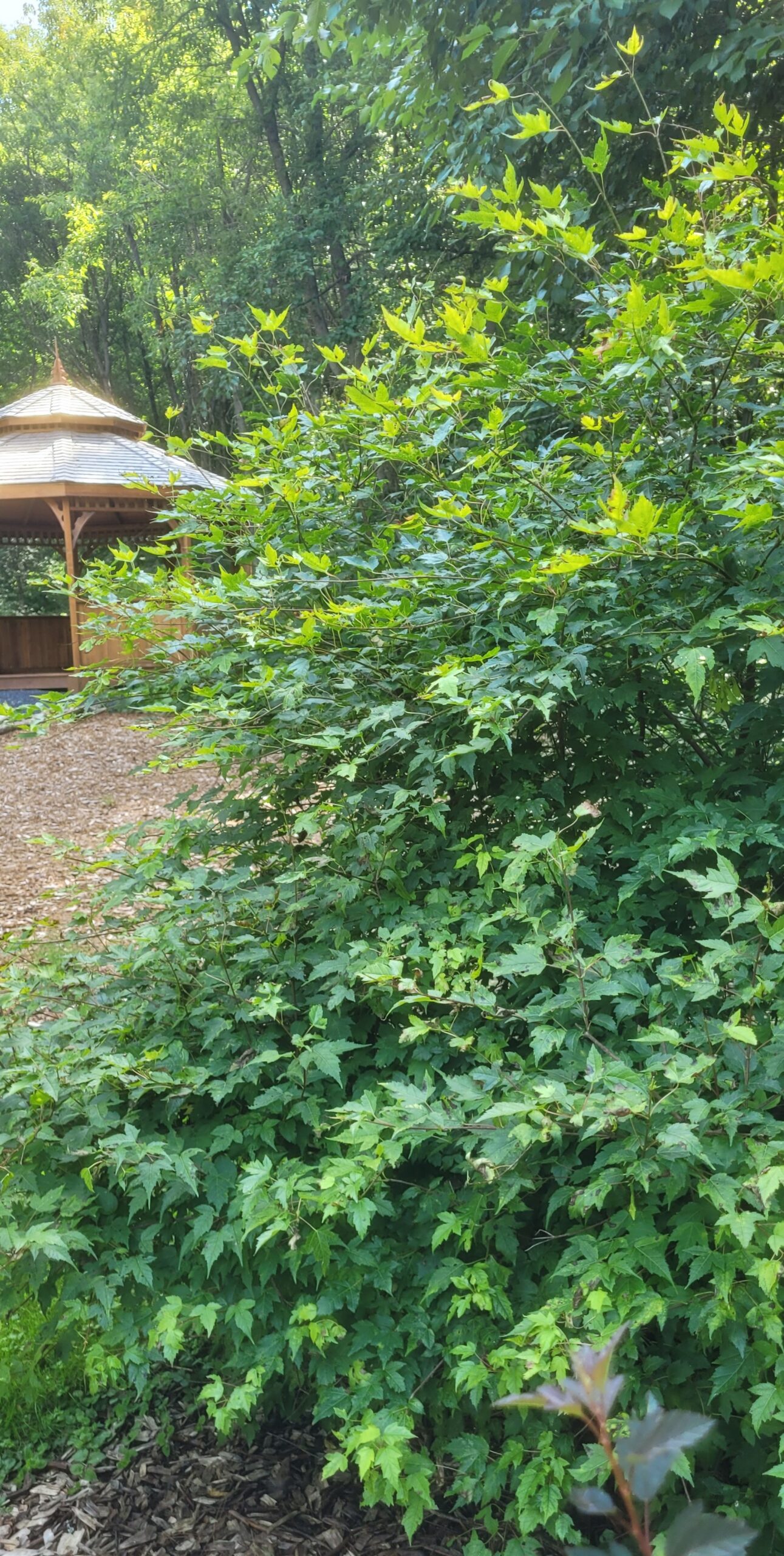 Image de la plante